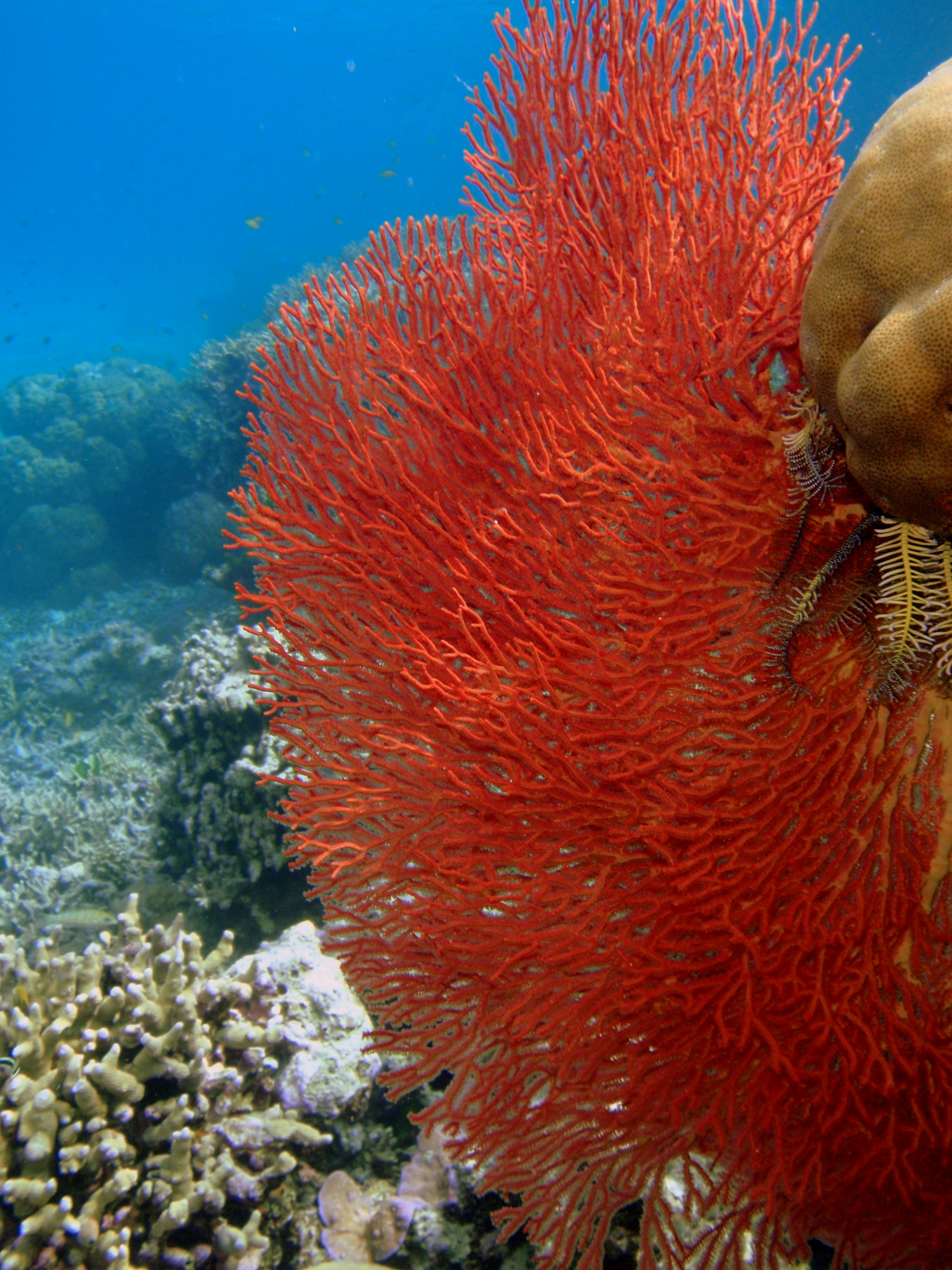 A bright red, delicate coral looks to sway in the current; in the background are more greenish corals and deep blue ocean.