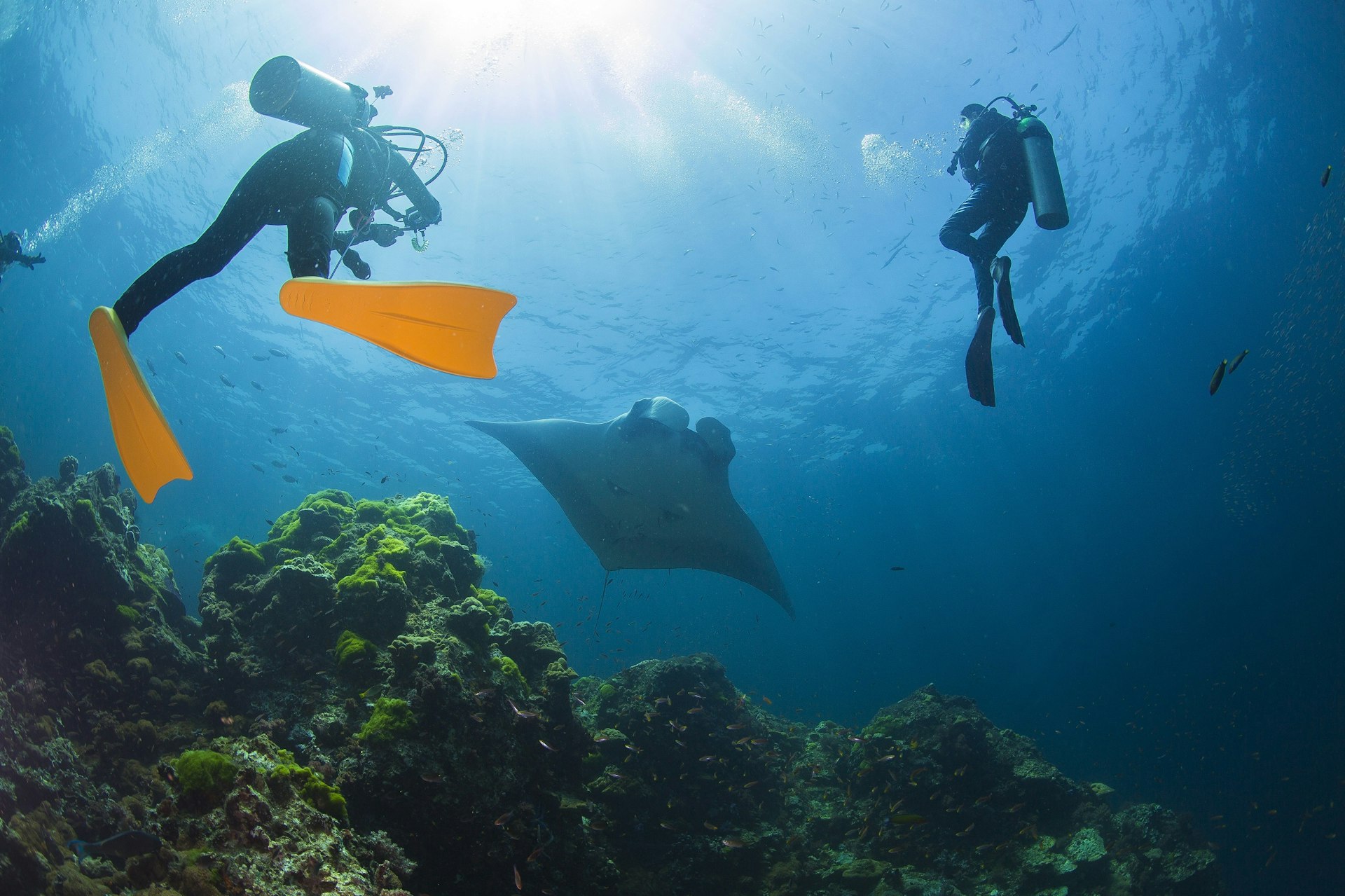 Upward angle from deep in the ocean. Two divers are looking upwards at the silhouette of a manta ray swimming overhead
