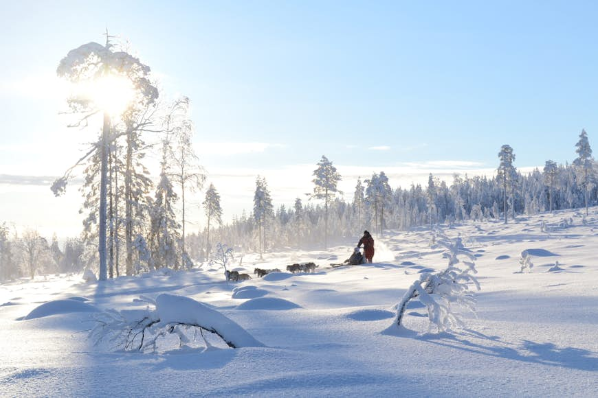 How to see wildlife responsibly in Finland - Lonely Planet