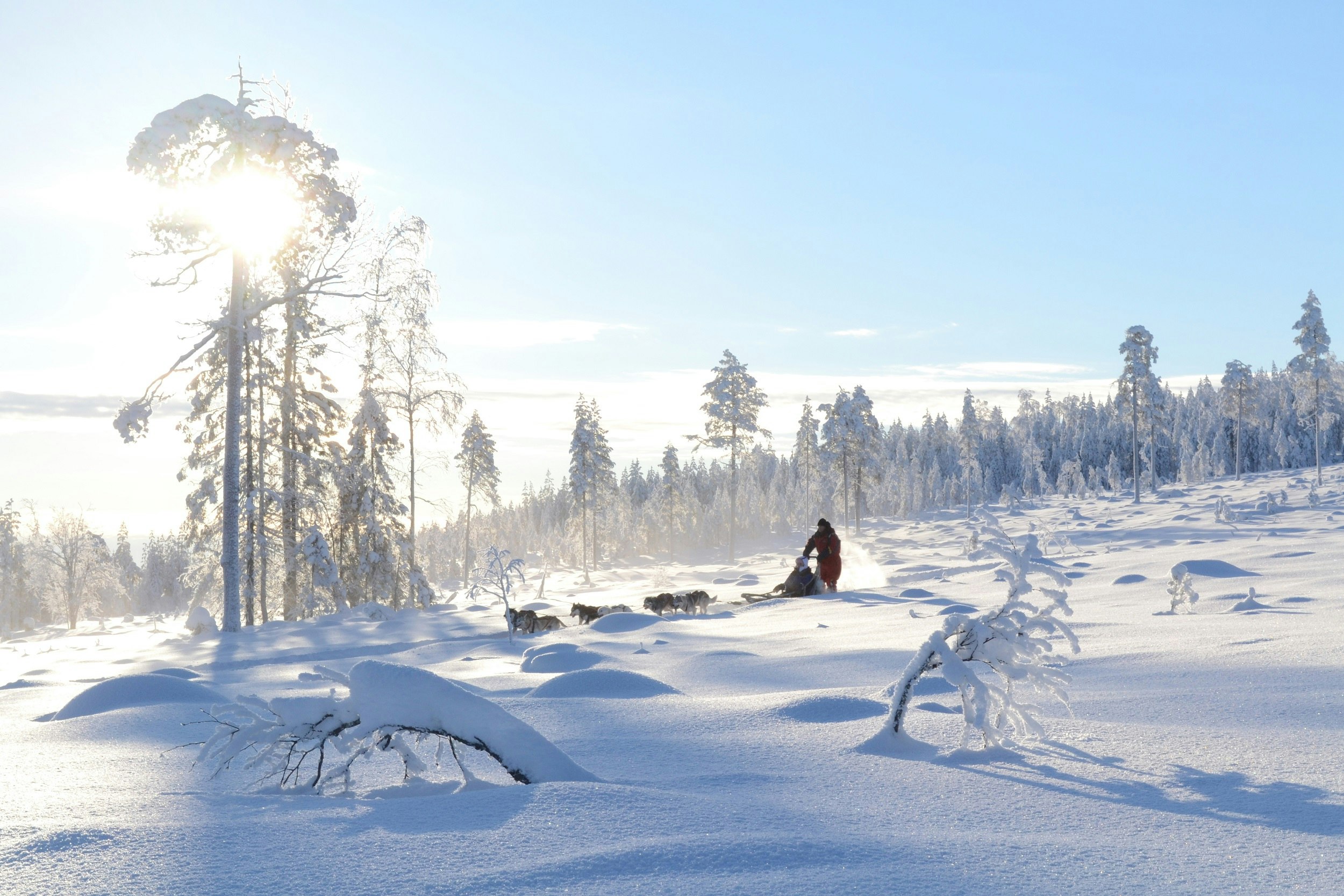 A dog sled zooms across an idyllic snowy landscape, with the sun sparkling behind a snow-covered tree.