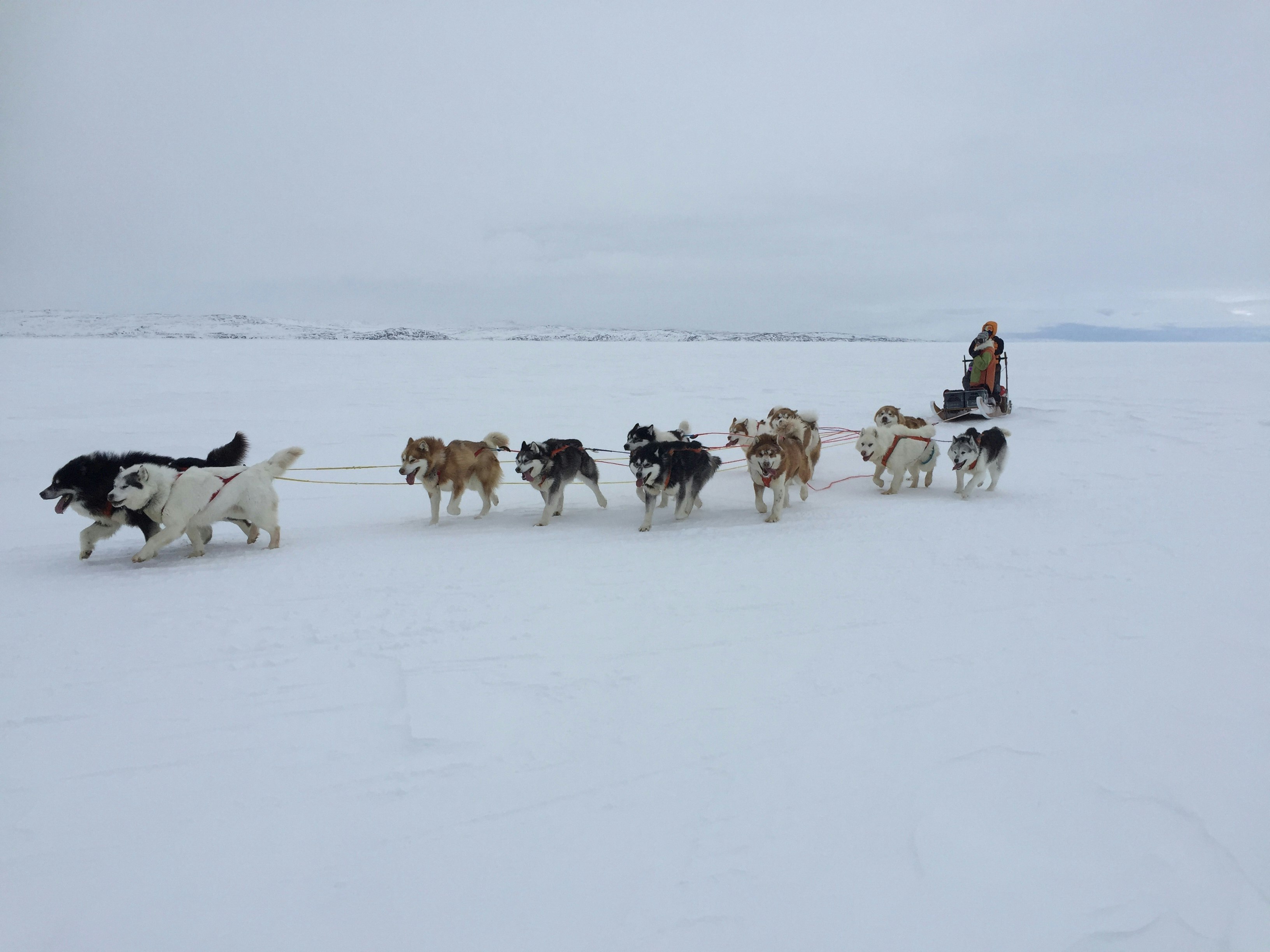 A musher is pulled by a team of sled dogs across a vast expanse of flat, snow-covered terrain.