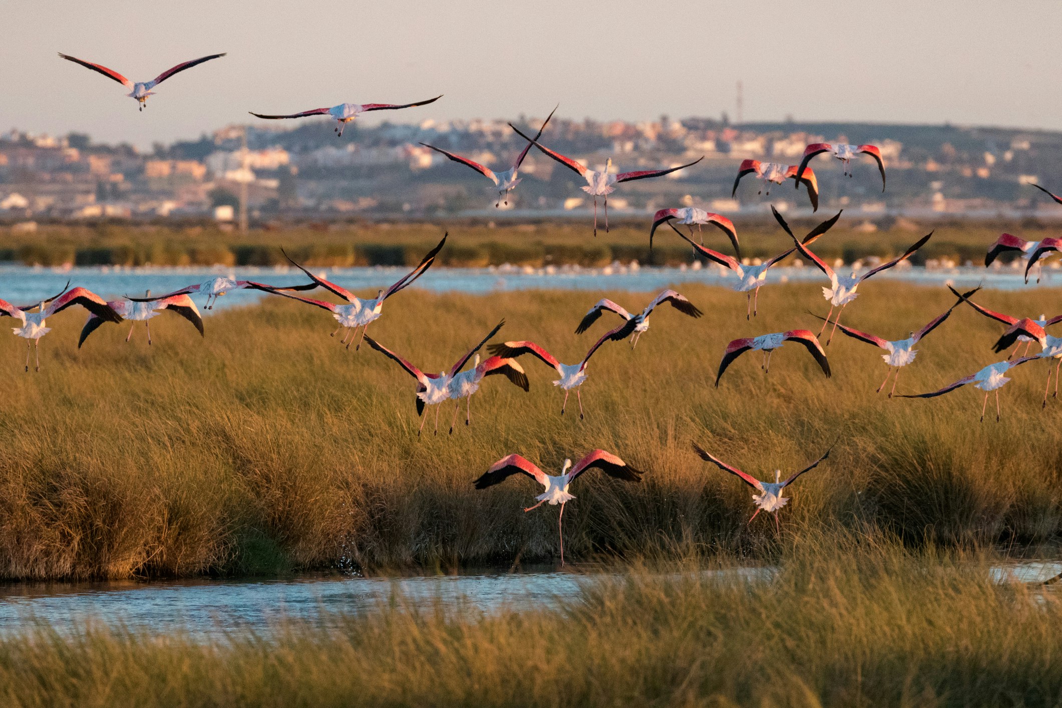 Flamingos in Doñana National Park in Spain