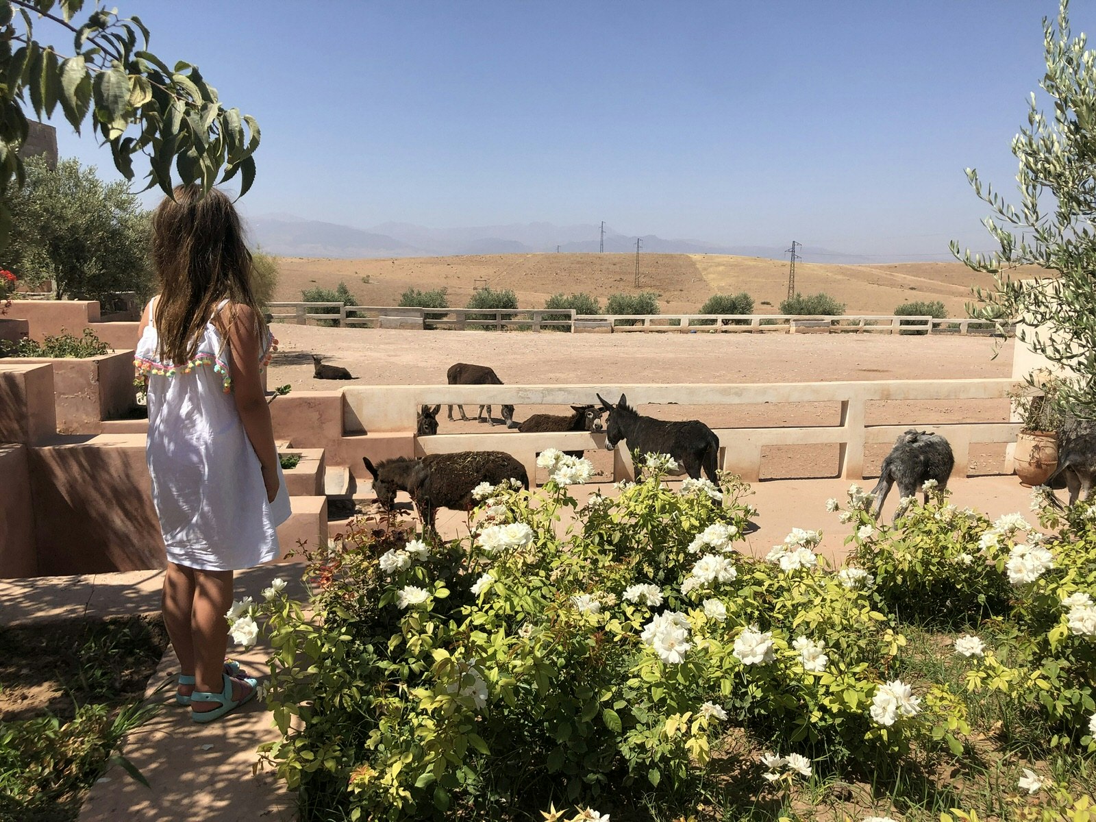 A young girl wearing a white dress and sandals stands amongst flowers while looking down into a corral that houses a few donkeys.