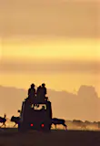Three people sit on the roof of a 4WD safari vehicle; in front of the them runs a herd of wildebeest. The sky in the background is golden, with a low cloud looking like mountains on the horizon. The people, truck and wildebeest are all in silhouette.