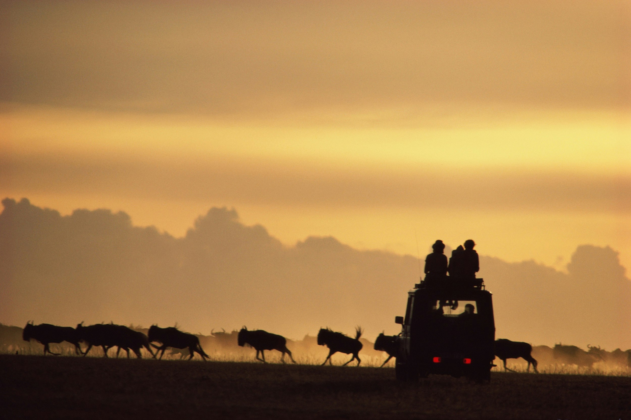Three people sit on the roof of a 4WD safari vehicle; in front of the them runs a herd of wildebeest. The sky in the background is golden, with a low cloud looking like mountains on the horizon. The people, truck and wildebeest are all in silhouette.