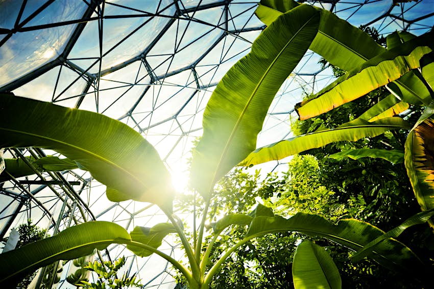 Huge, bright-green leaves and plant foliage reach up towards the geodesic glass roof at the Eden Project.
