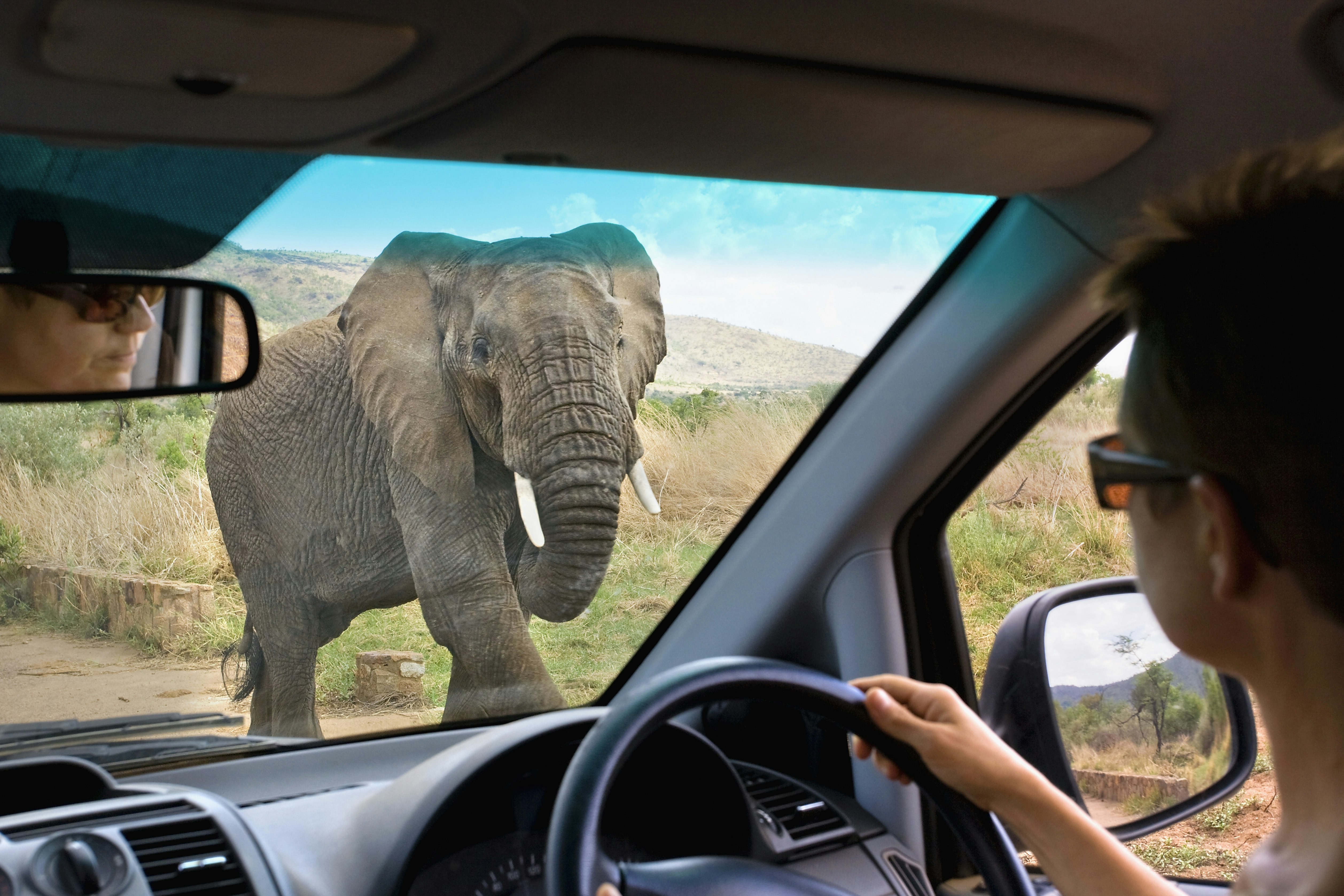 Shot from the inside of a 4WD, the image looks past the female drive to a huge elephant outside the front window.
