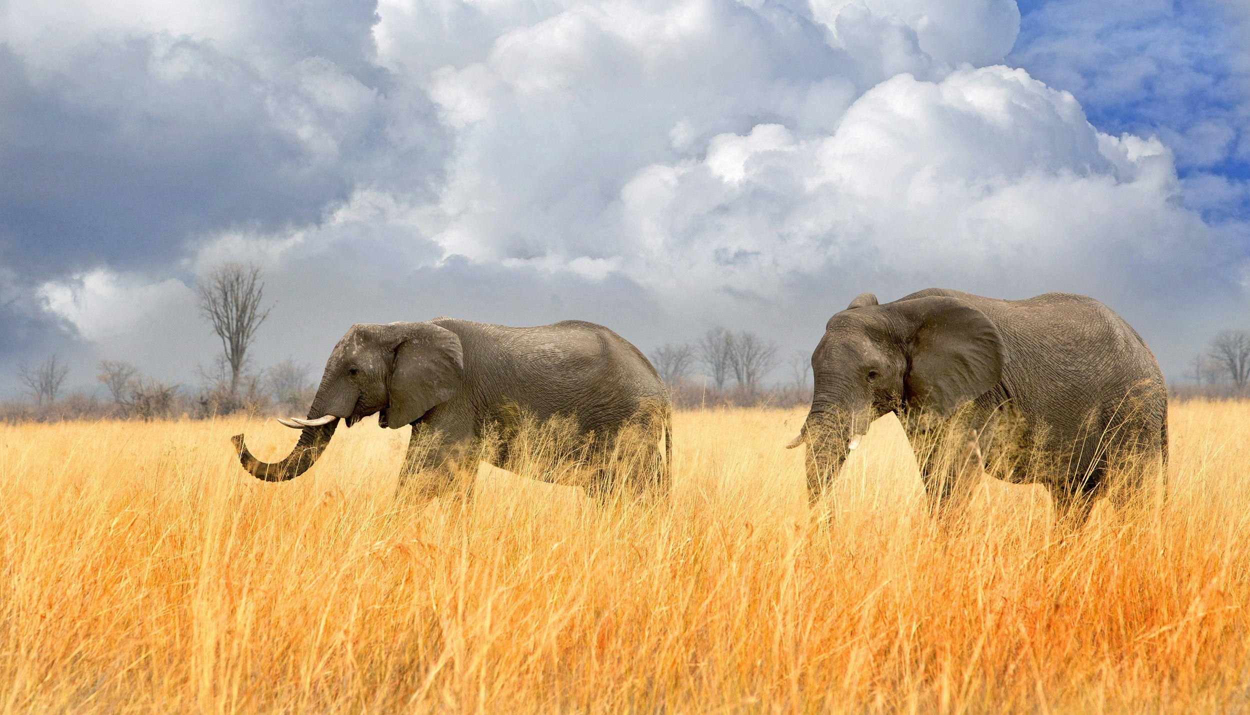 Two elephants walk (from right to left) in very deep golden grasses; the elephant at the front has its trunk raised skyward. In the background is a moody sky with billowy clouds.