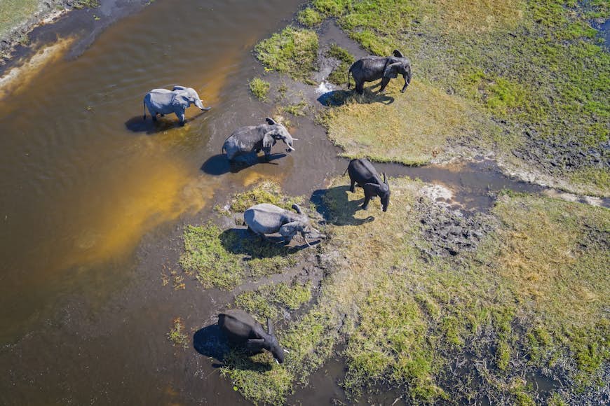 Shot from above, this image shows six adult elephants standing on the edge of a shallow river in Botswana.