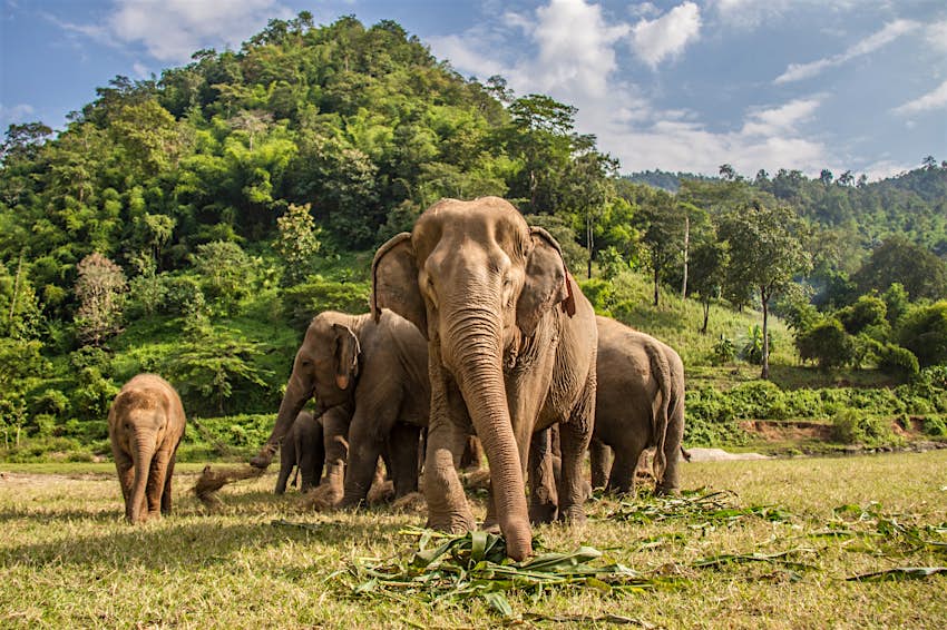 Cómo interactuar éticamente con los elefantes en Tailandia
