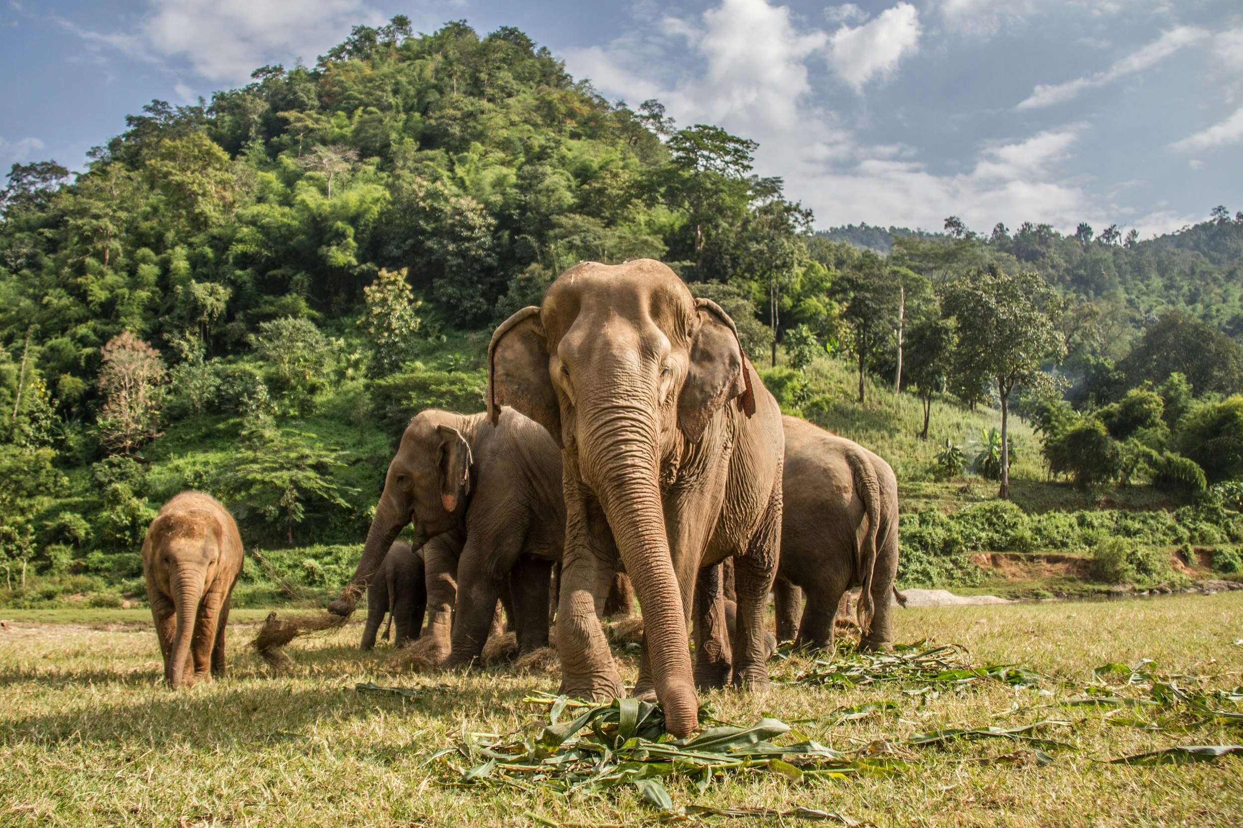 A herd of elephants in a jungle setting. One is facing the camera and appears to be approaching