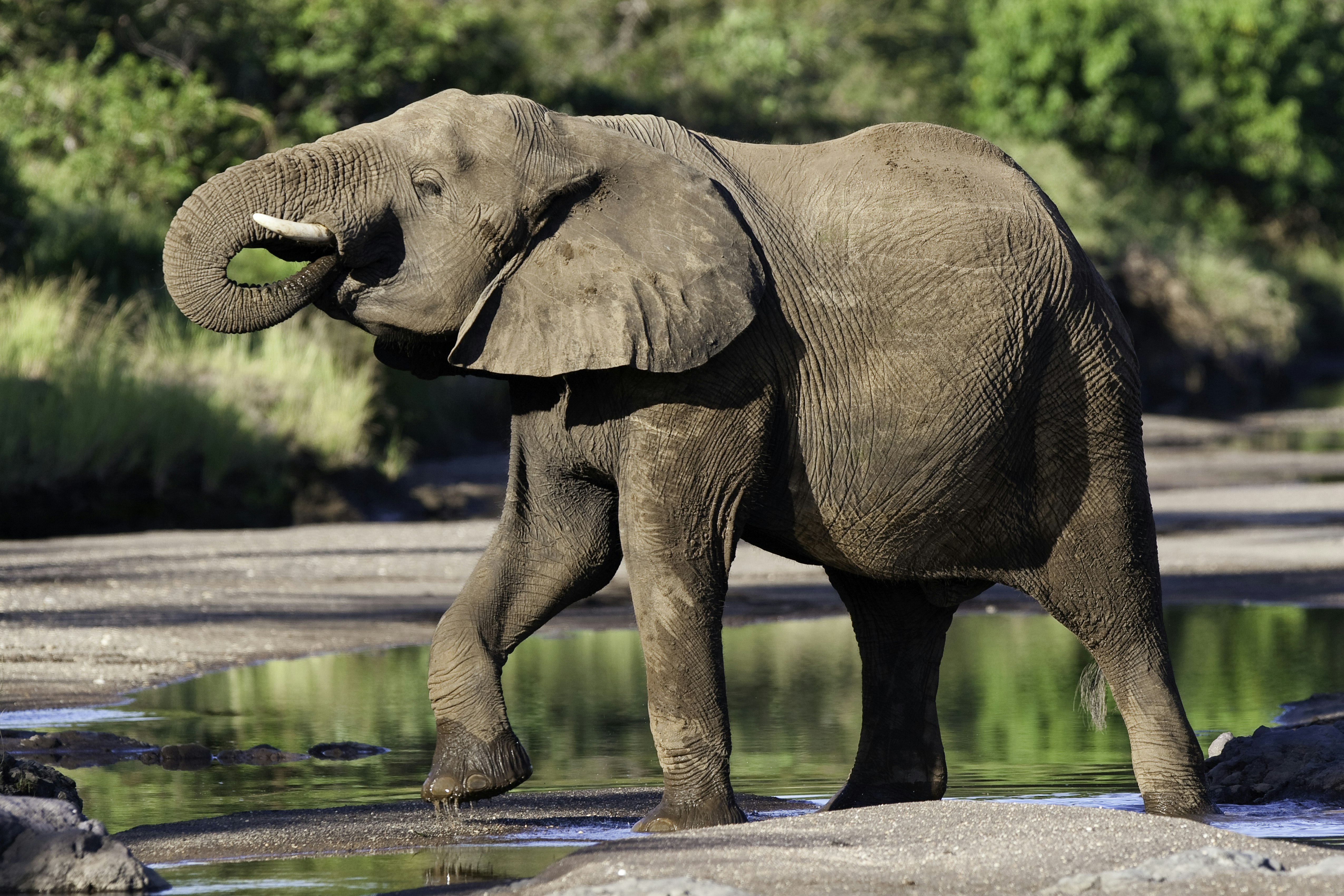 An African elephant with small tusks drinks water scooped from the river with its trunk in the Mashatu Game Reserve in the Tuli Block region of Botswana