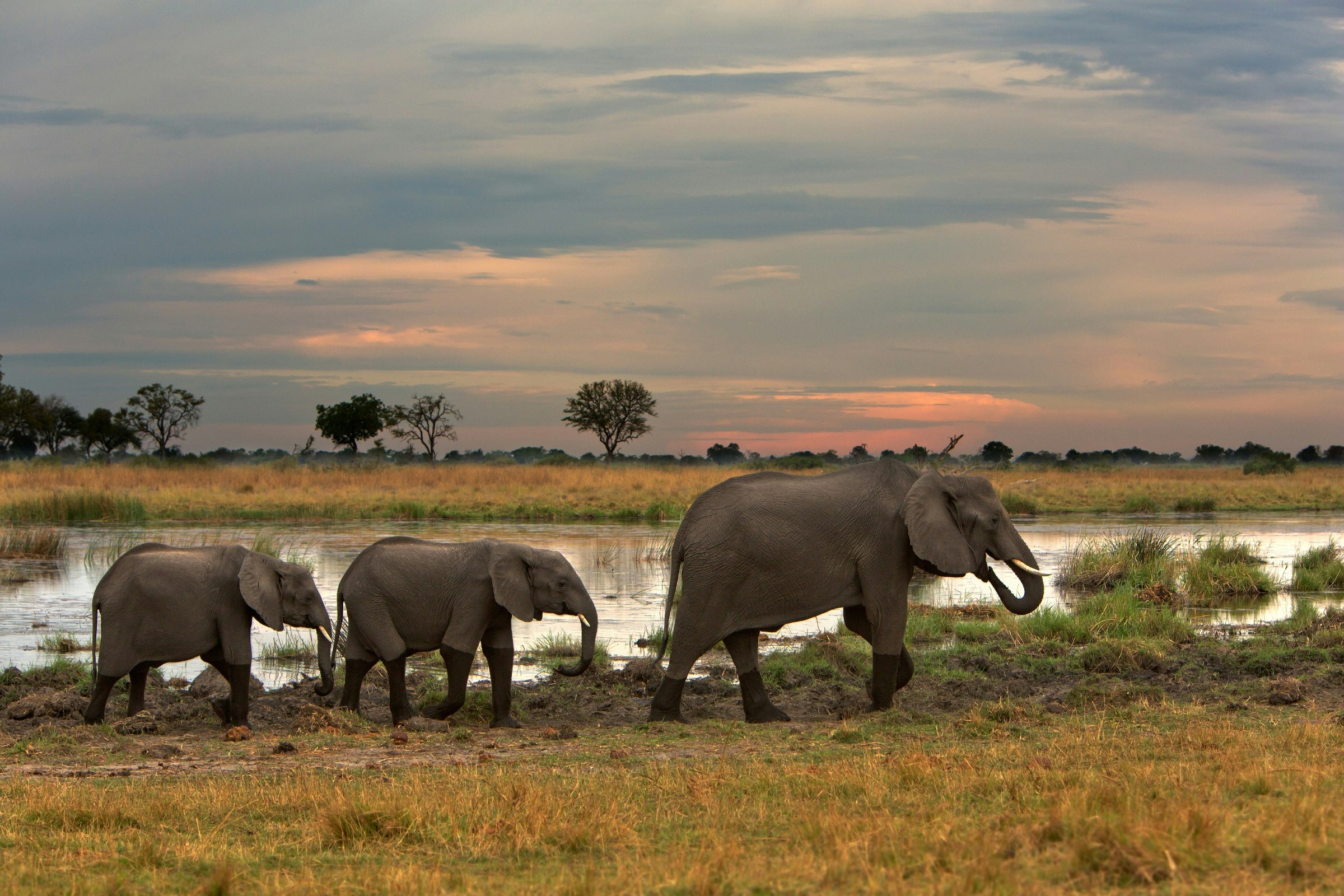 Elephants in line at Kwando, Botswana.jpg
