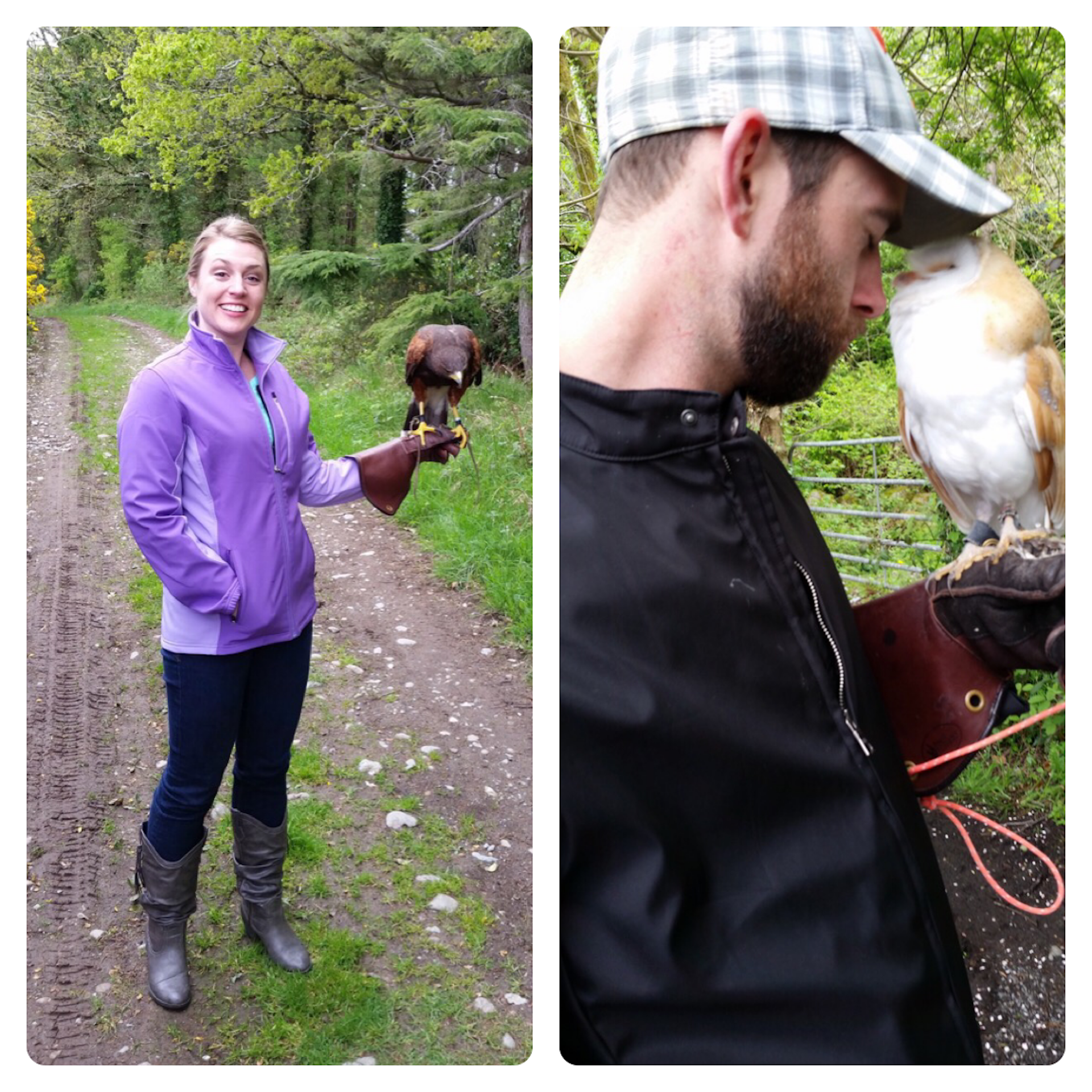 Two images: one with Amy standing on a dirt road holding her arm out, on her leather clad hand is a large falcon. The other image is of Amy's husband, him leaning his head towards a snowy white owl, who is leaning its head towards him with its eyes closed.