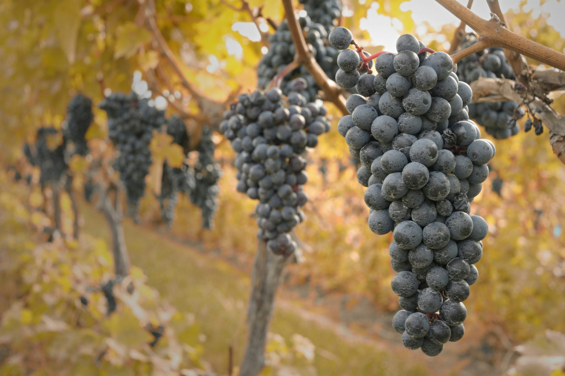 Fall foliage surrounds bunches of black grapes hanging from vines in Niagara-on-the-Lake, Canada
