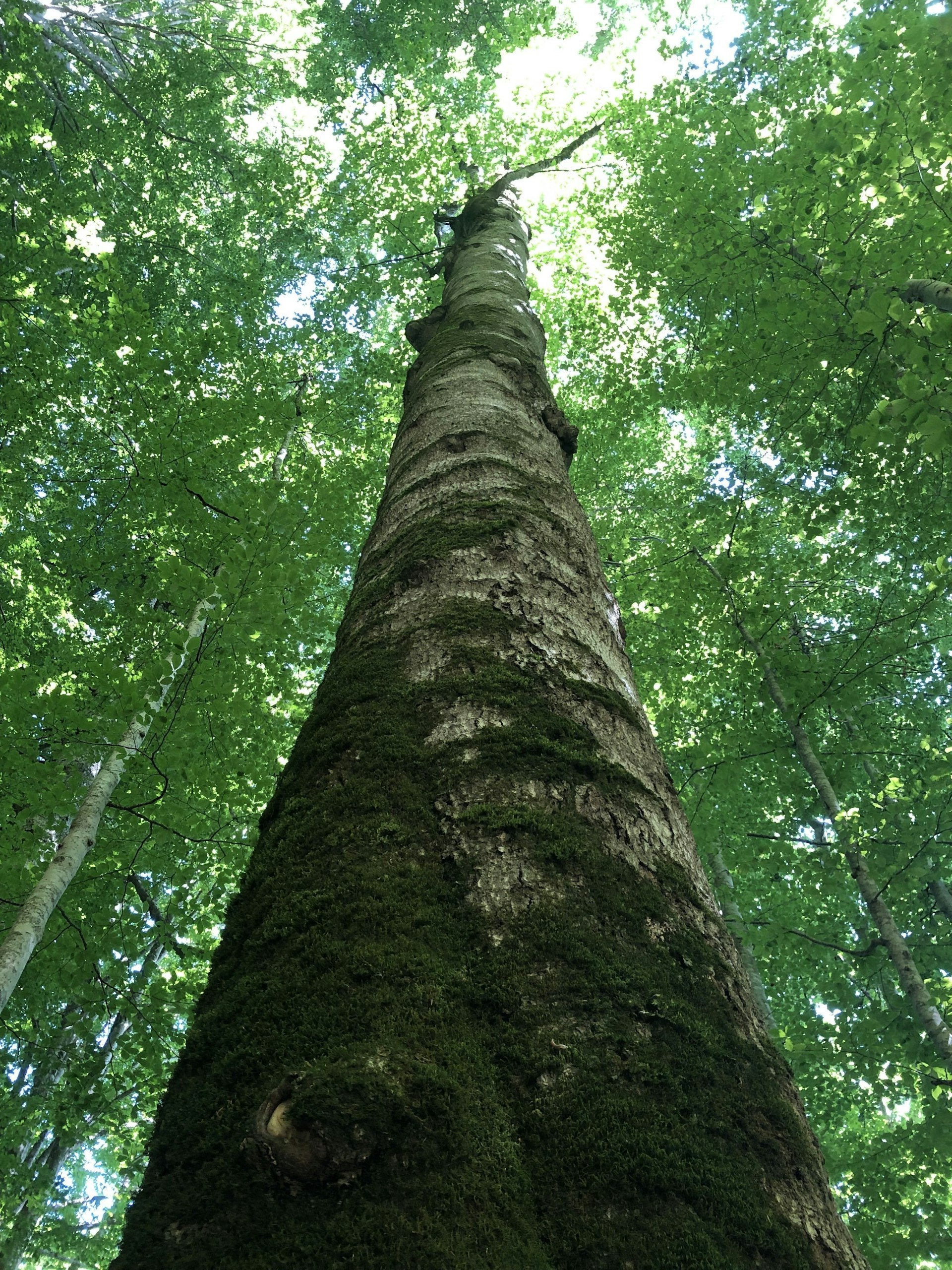 A shot looking up the trunk of a tree to the green canopy high above.