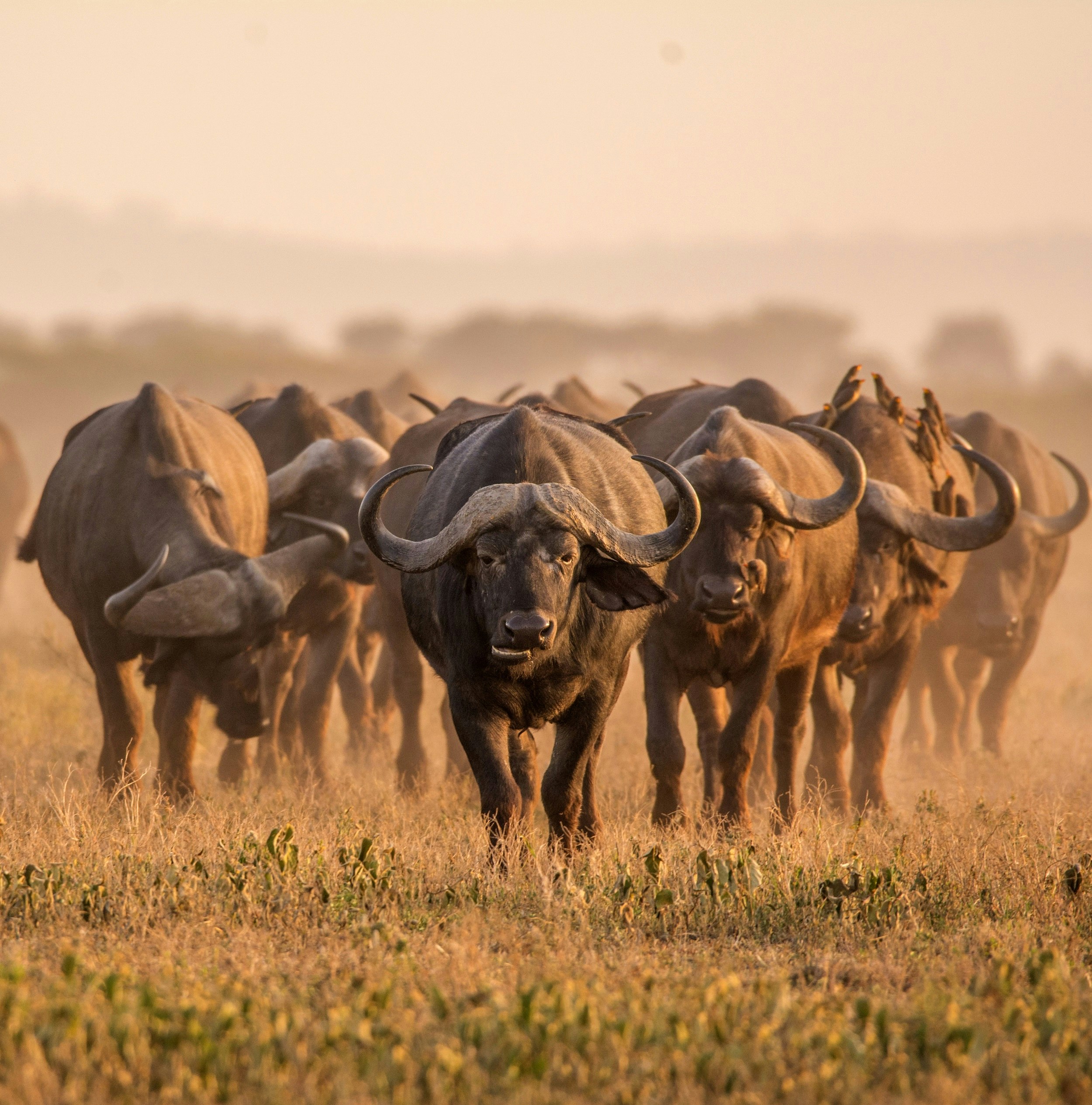A large herd of buffalo walk towards the camera on a dusty savannah.