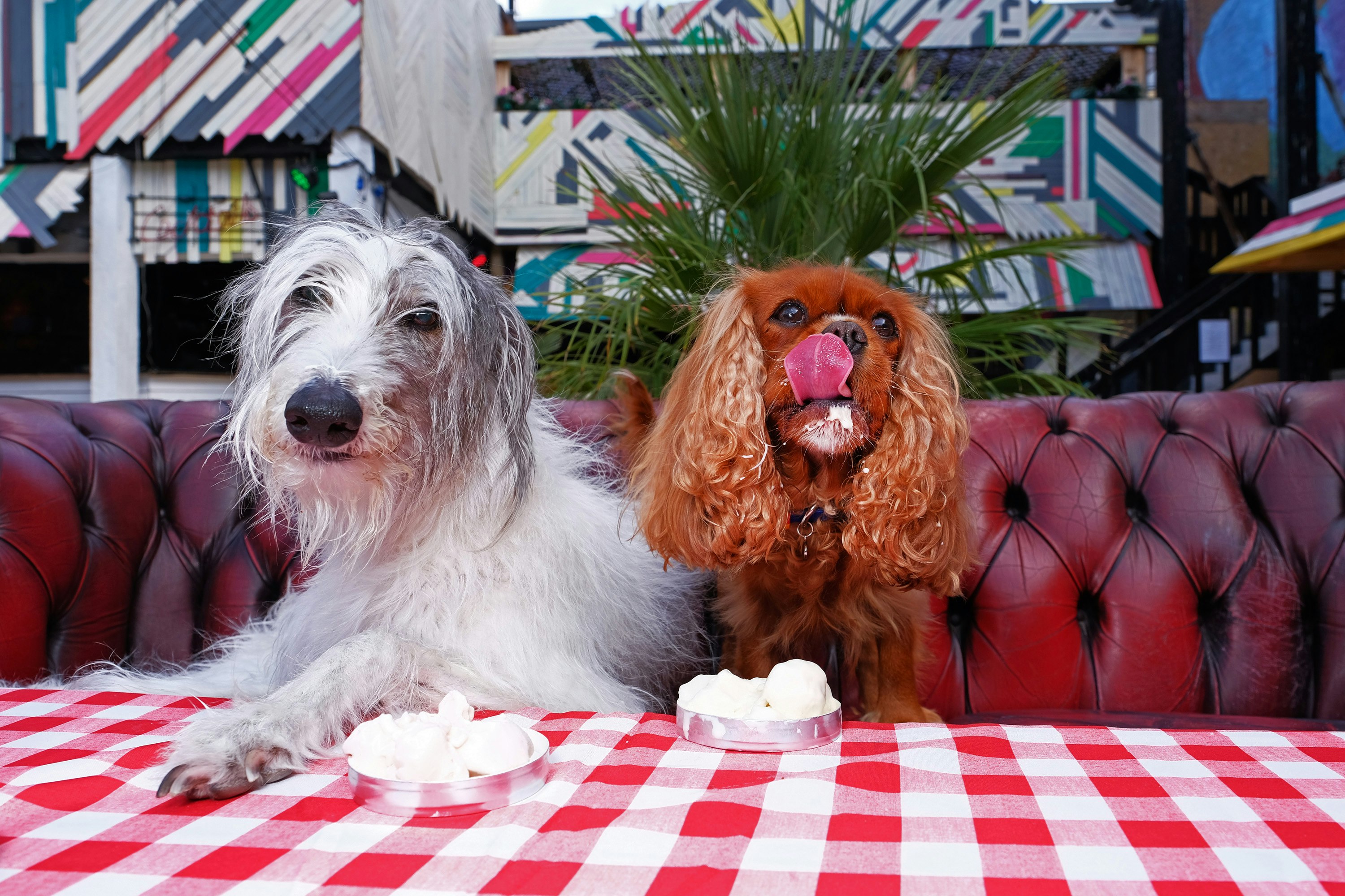 A white and gray wolfhound, and a chestnut-colored Cavalier King Charles spaniel sit  on a red Chesterfield sofa, with bowls of doggy ice-cream in front of them.