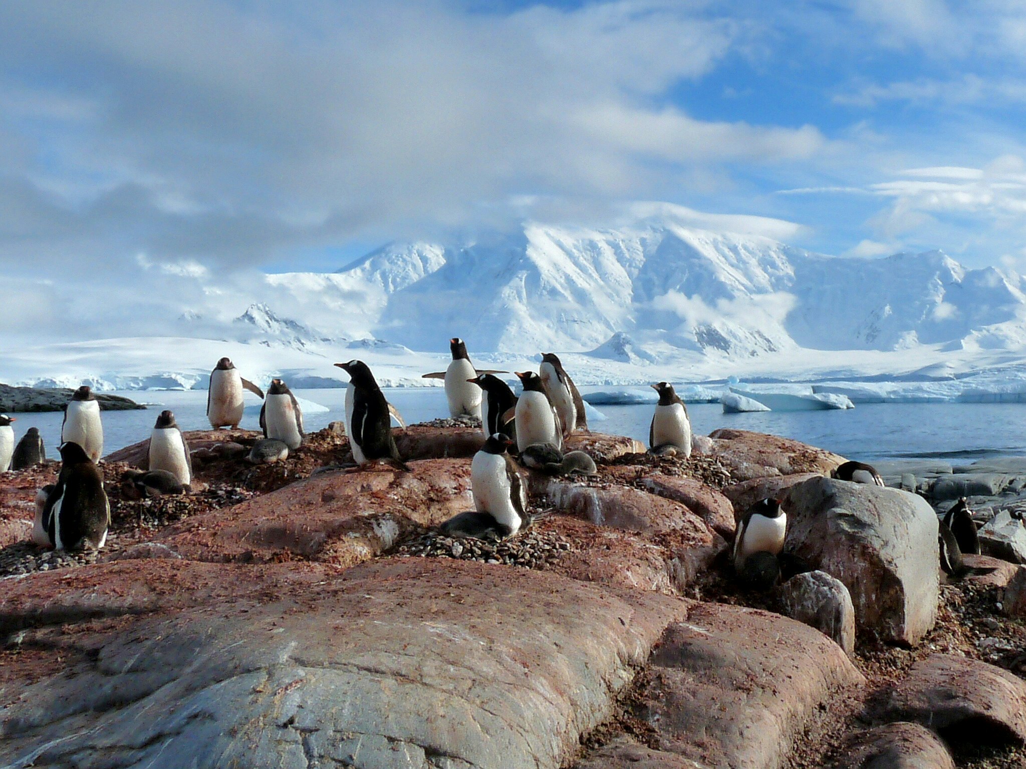 A group of gentoo penguins are sitting on top of a rocky outcrop in Antarctica, with an iceberg littered ocean and enormous snowy mountains beyond.