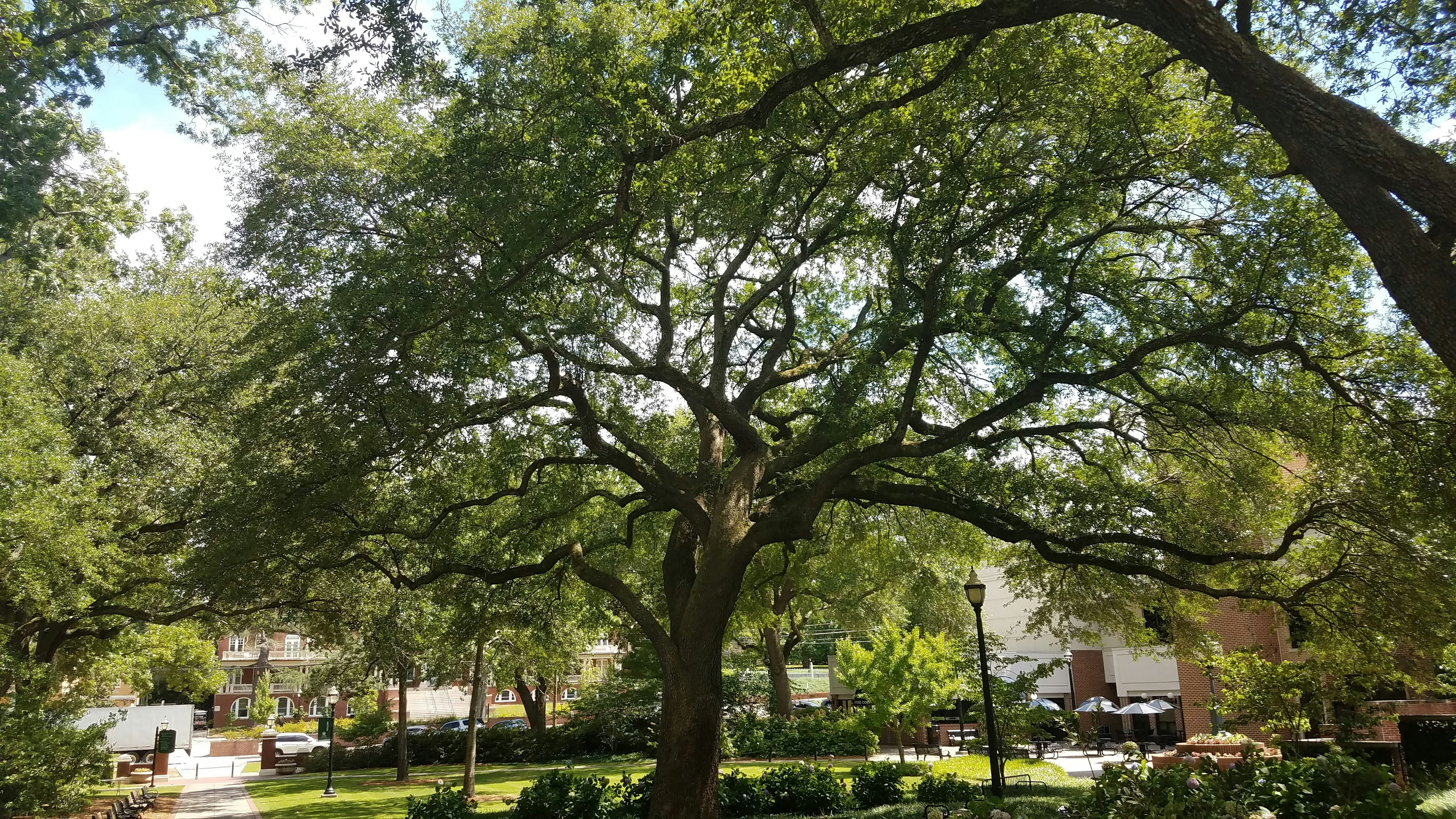 Large oak trees spread their canopies over the green lawns and brick buildings of the Georgia College and State University campus in Milledgeville, Georgia