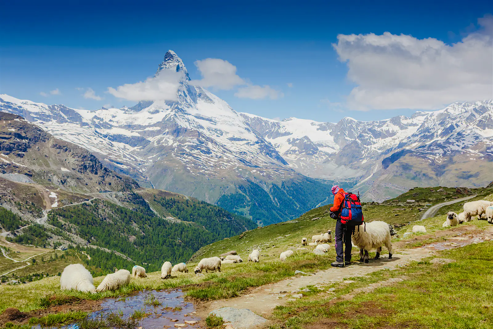 Features - shutterstockRF_270752873-bdc11488e2f2 A hiker in full gear stands with a flock of sheep on a mountain with a view of the Matterhorn in the Swiss Alps