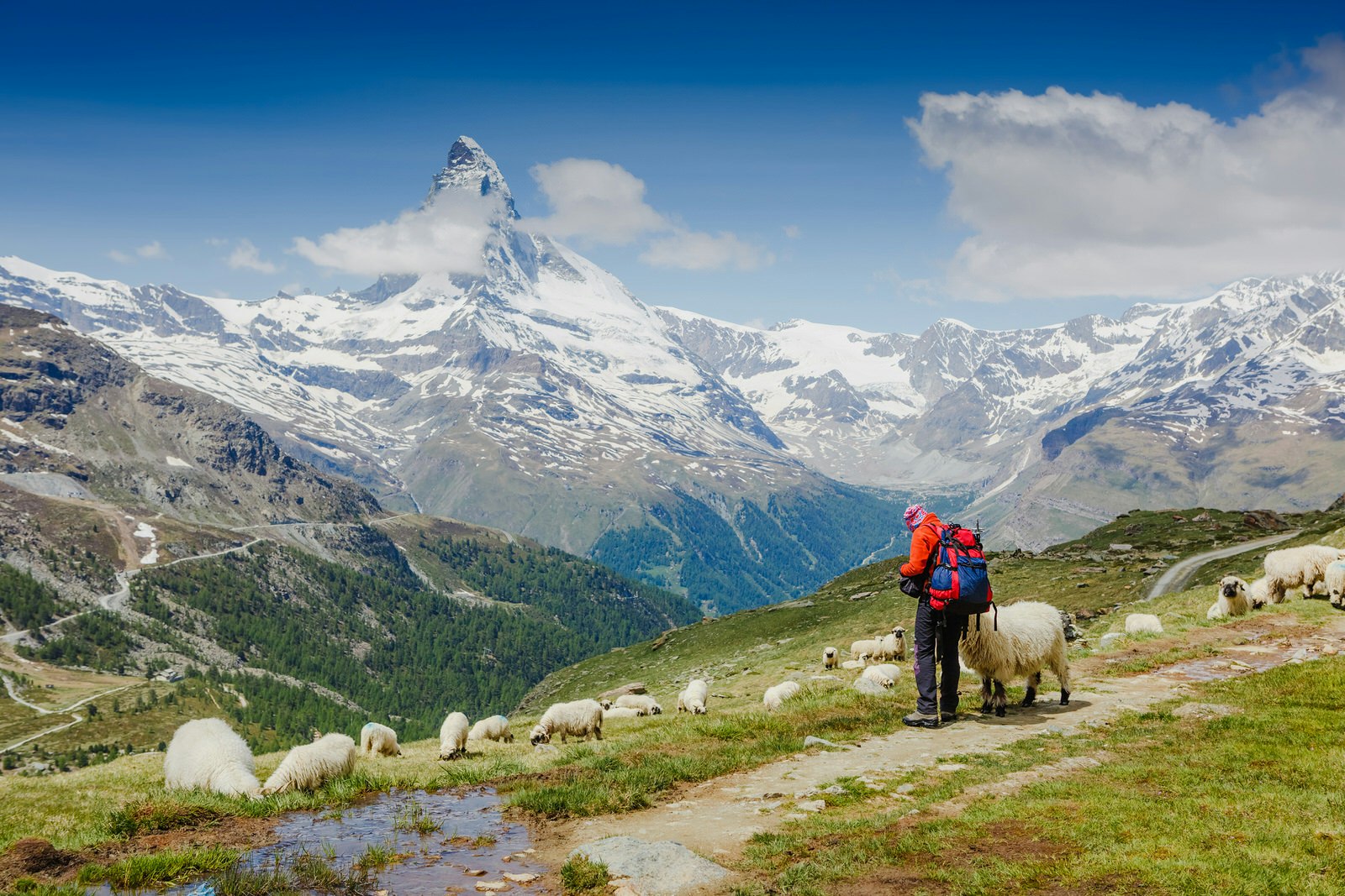 A hiker in full gear stands with a flock of sheep on a mountain with a view of the Matterhorn in the Swiss Alps