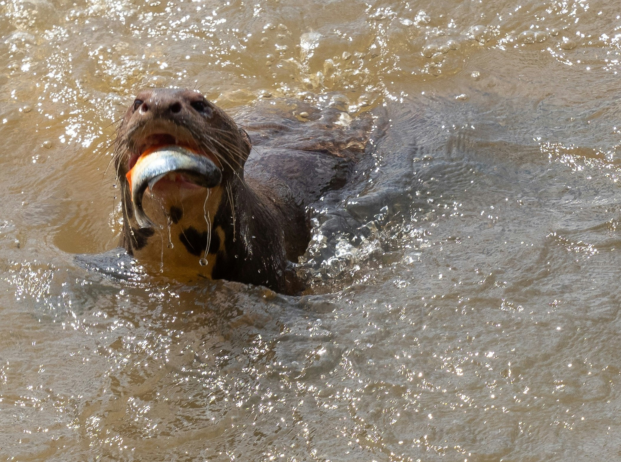 The head of a giant otter protrudes from the river's surface; in its mouth is a freshly-caught fish.