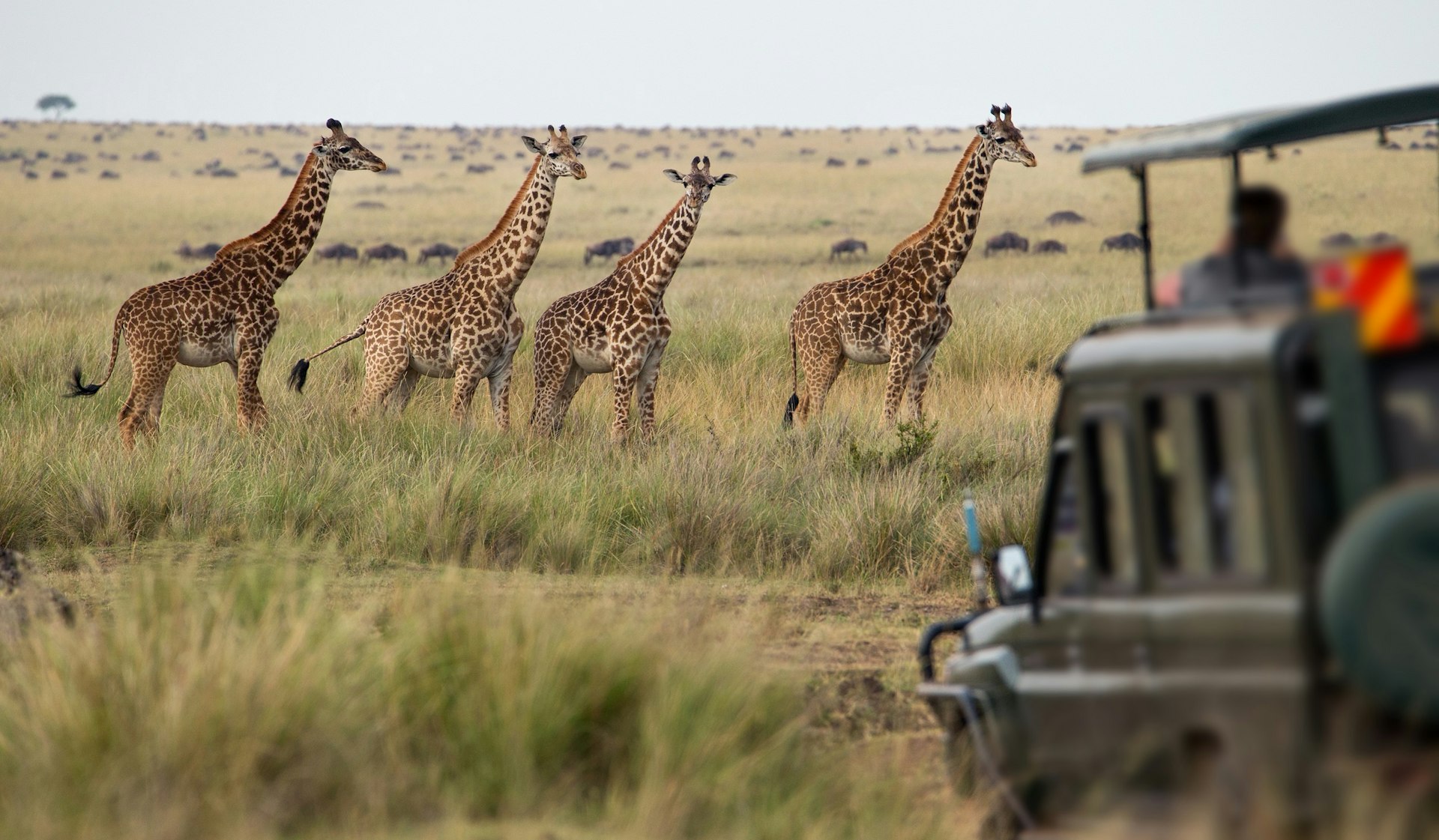 A blurred, open-topped 4WD sits in the right side of this image, while four large giraffe look on. In the background is a savannah flooded with wildebeest.