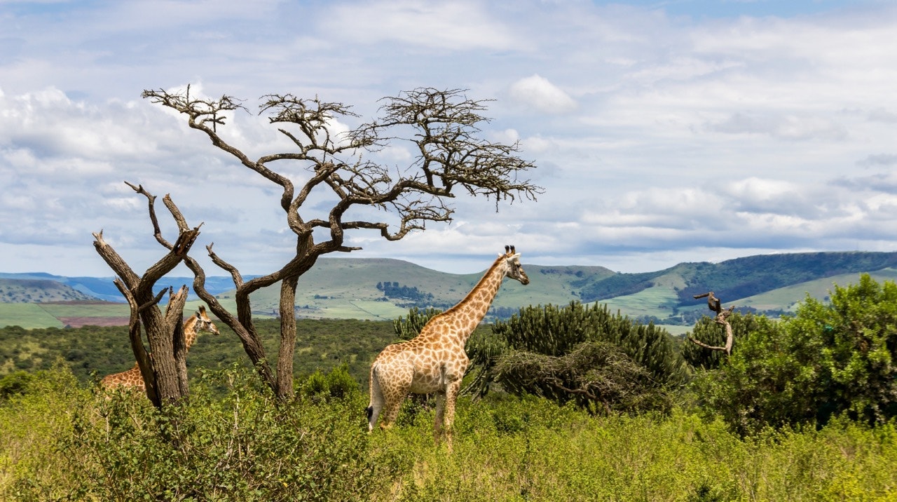 Two giraffes standing next to a tree near the city of Pietmaritzburg. 