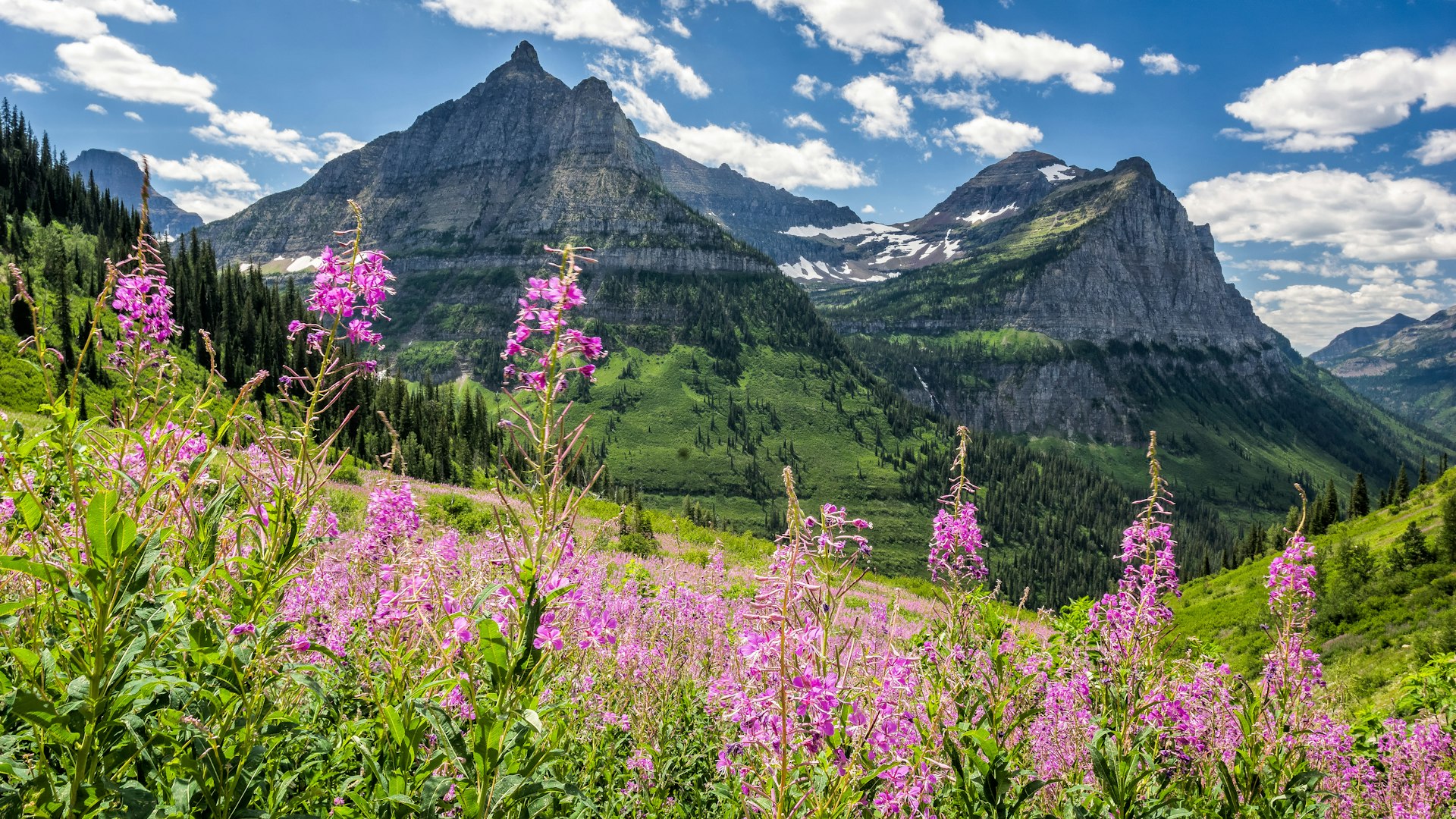 Purple flowers in bloom in a mountain meadow, with gray peaks in the background