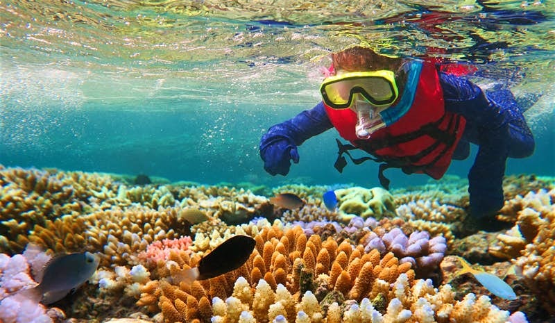 A person snorkeling in the Great Barrier Reef Queensland Australia
