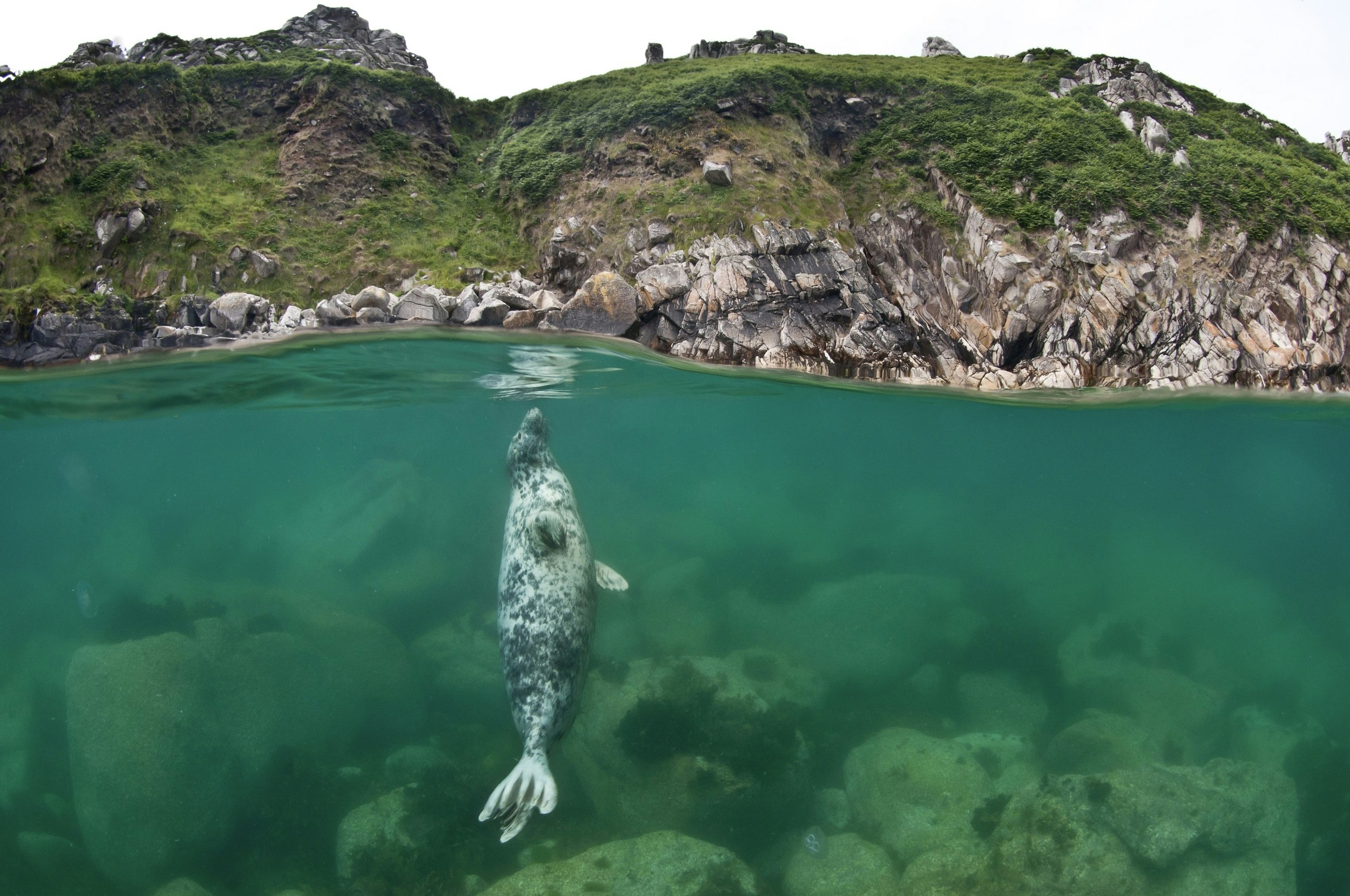 An underwater shot of a grey seal vertical heading towards the surface of the water. The rocky cliffs of Lundy Island can be seen above the surface