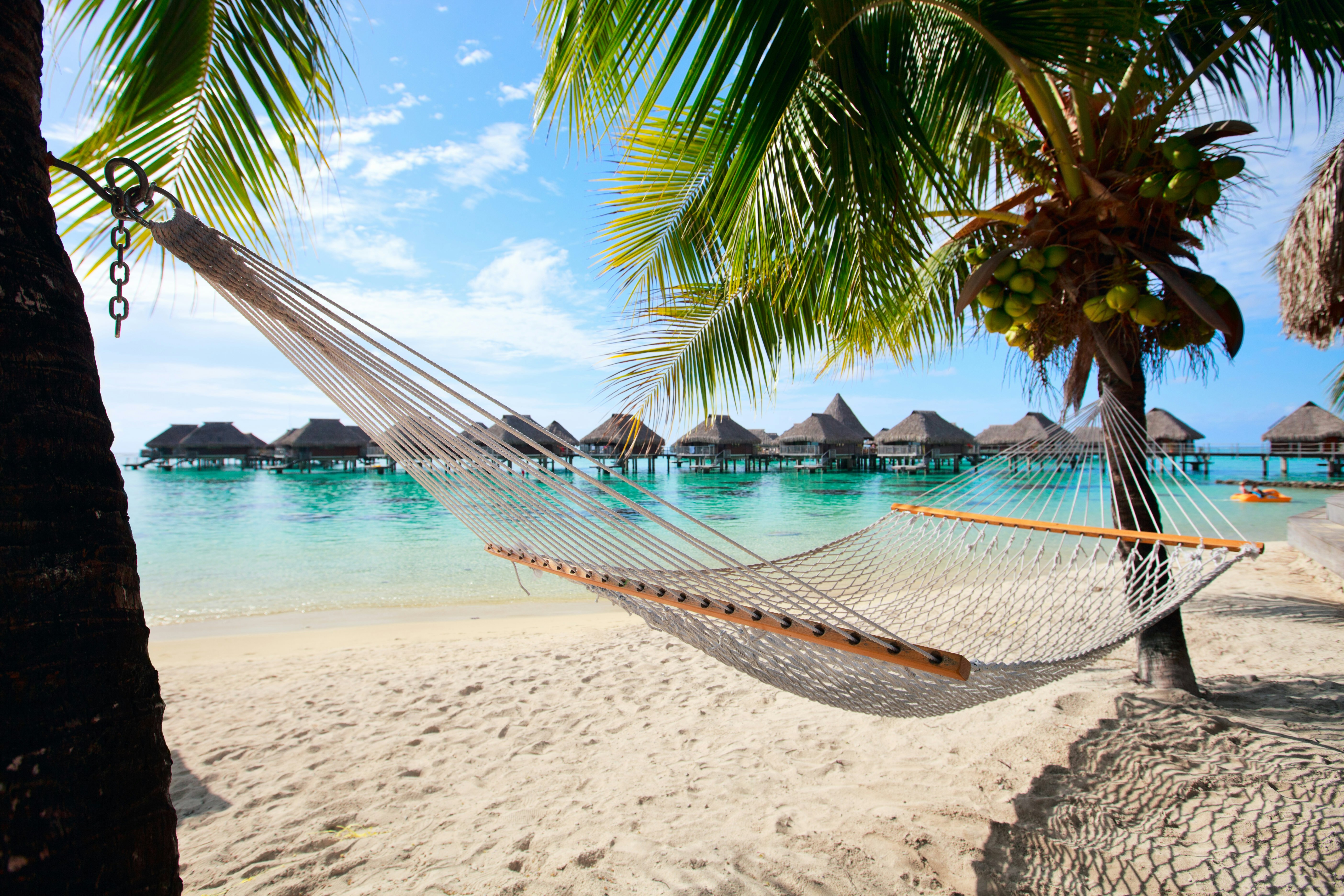 A hammock hangs between two coconut trees on a beach in Mo'orea.
