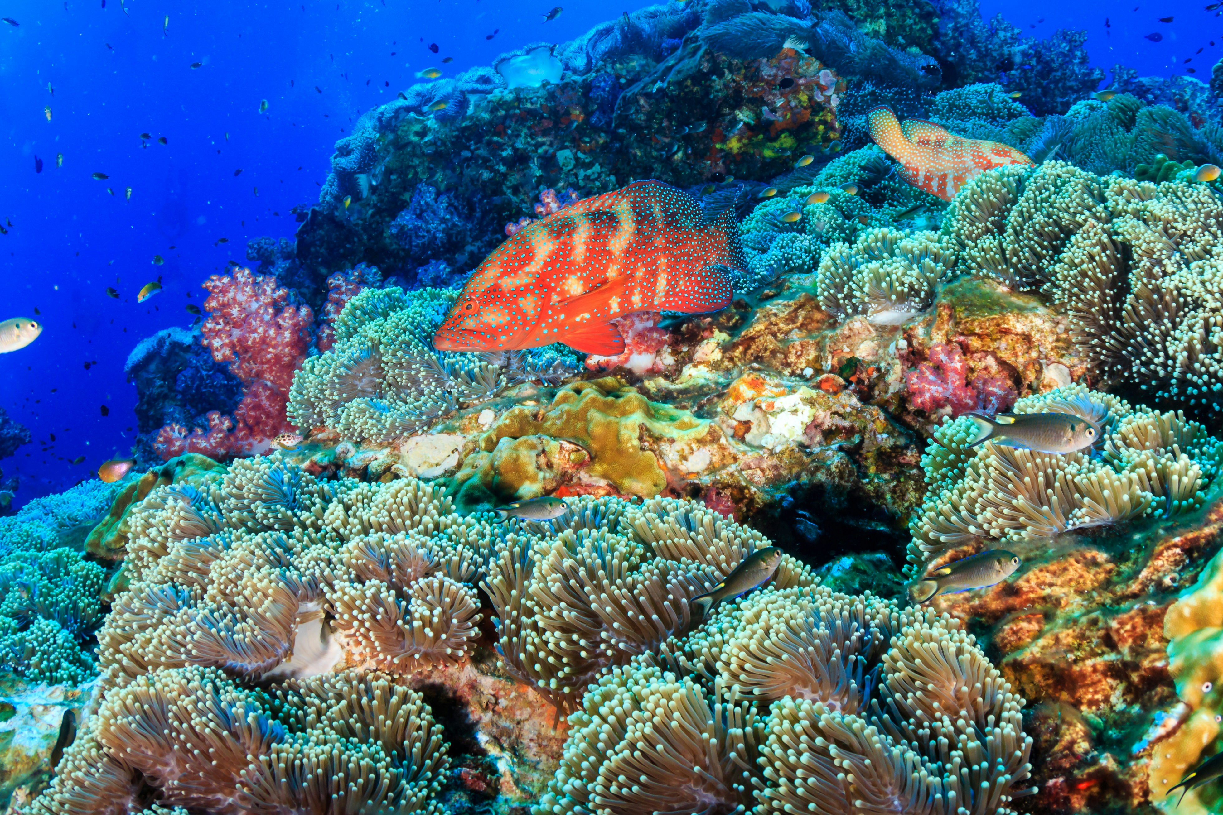 Colorful coral grouper on a healthy, vibrant tropical coral reef