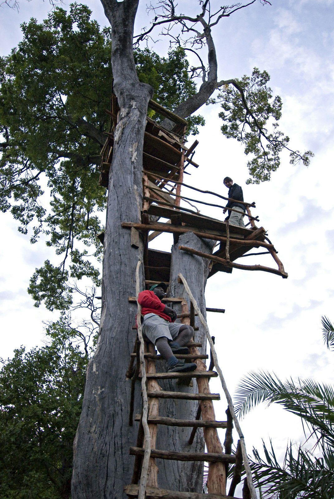 Makeshift ladders work their way up a large tree to a wooden platform high up in the tree canopy.