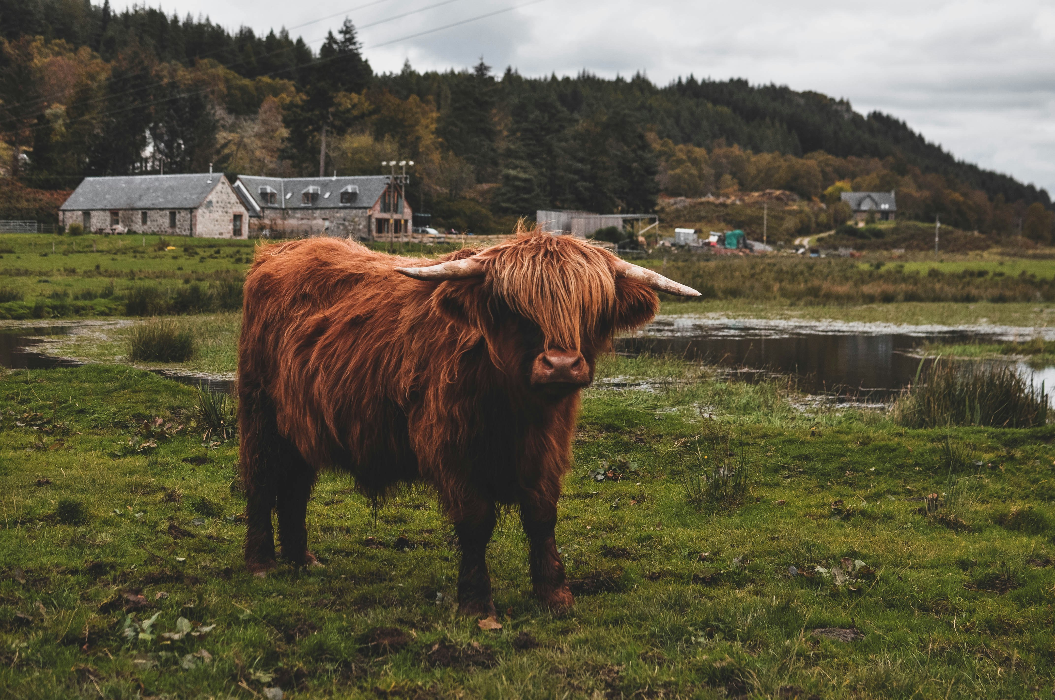 A hairy cow stands in the middle of a field. Stone buildings are visible in the background.