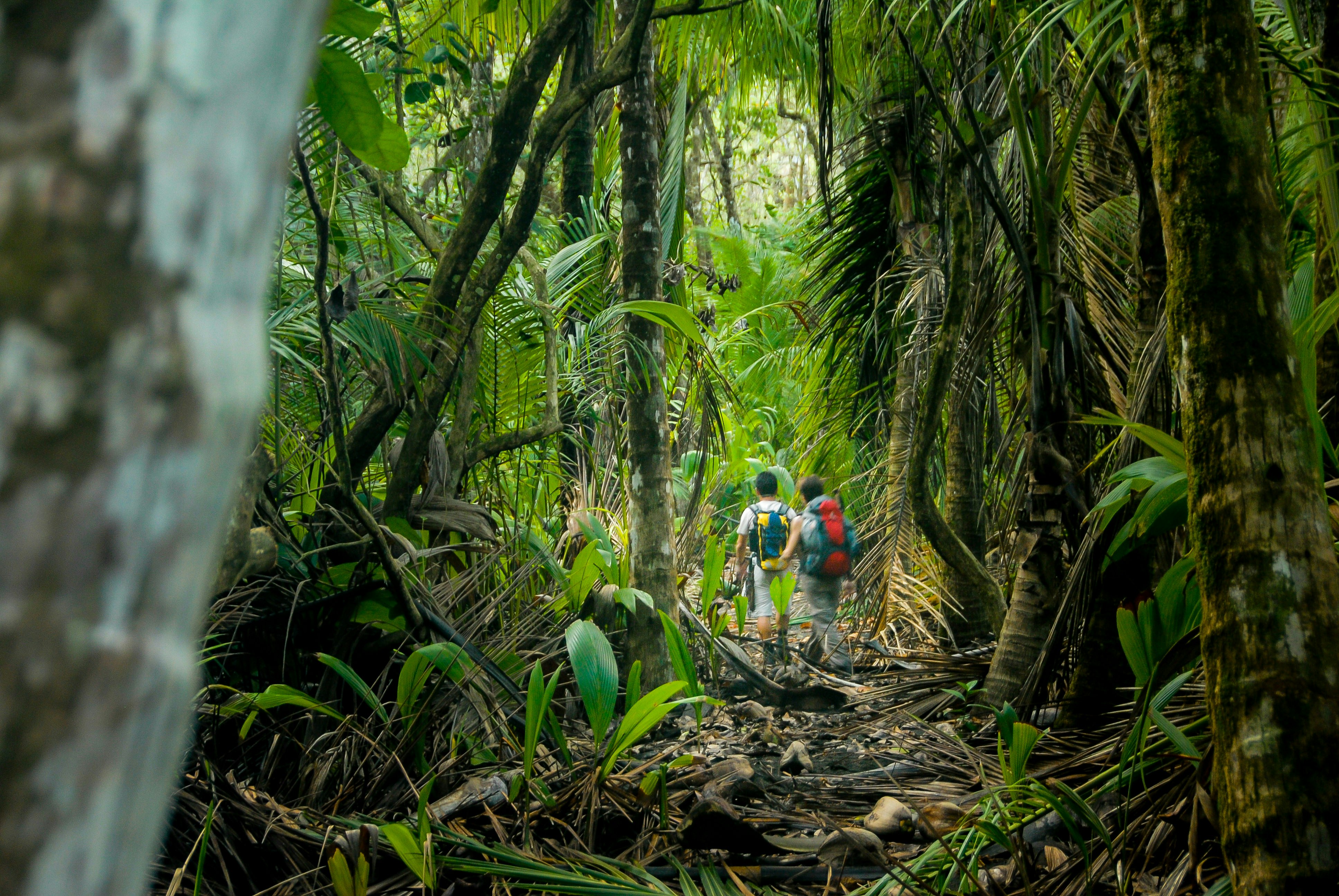 Two somewhat distant hikers are seen through a narrow gap in the thick rainforest within Parque Nacional Corcovado 