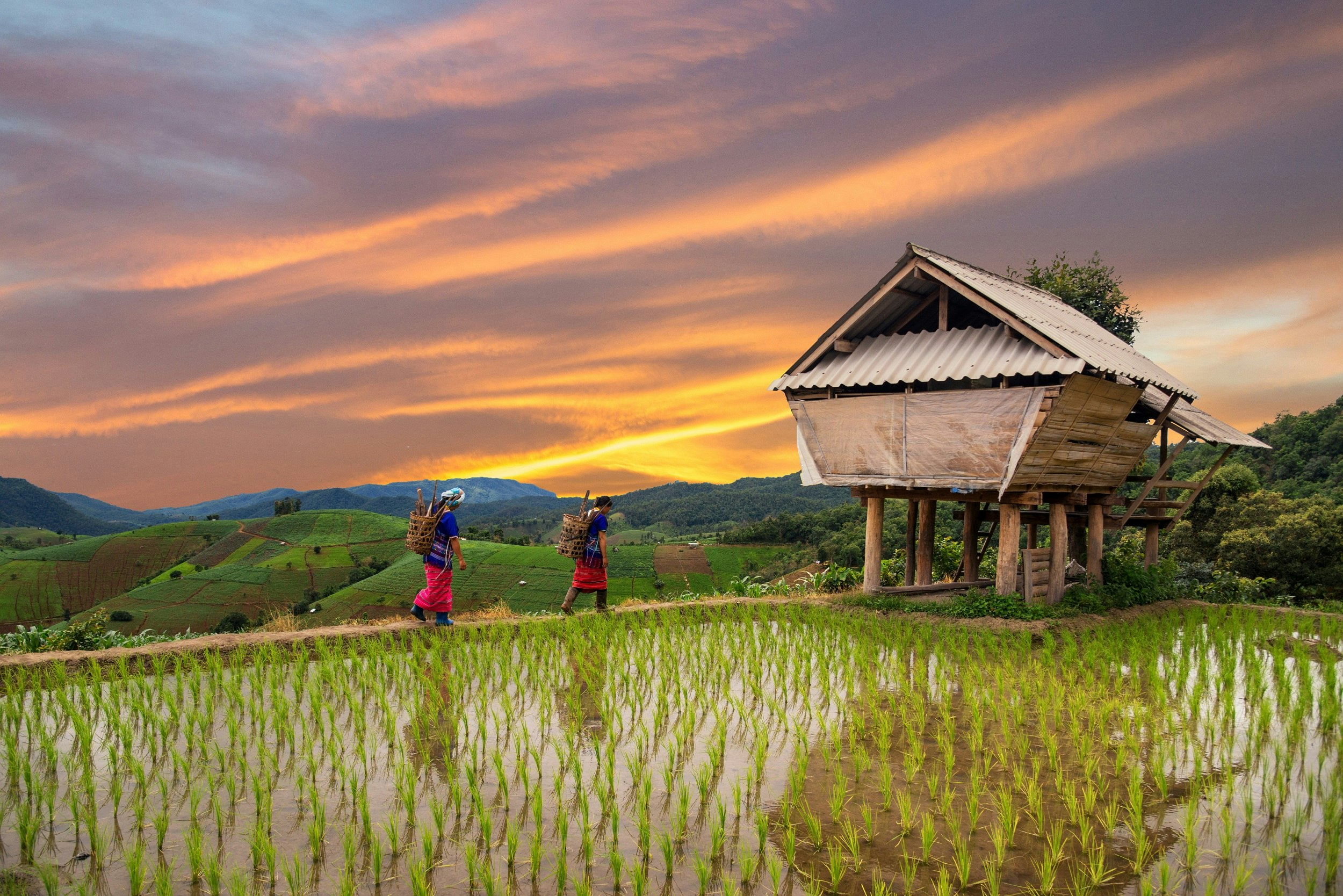 A rice paddy filled with water with green shoots bursting through the surface. Two people in clothes of the Hmong tribe carrying bundles of sticks on their backs walk towards a wooden house on stilts. 