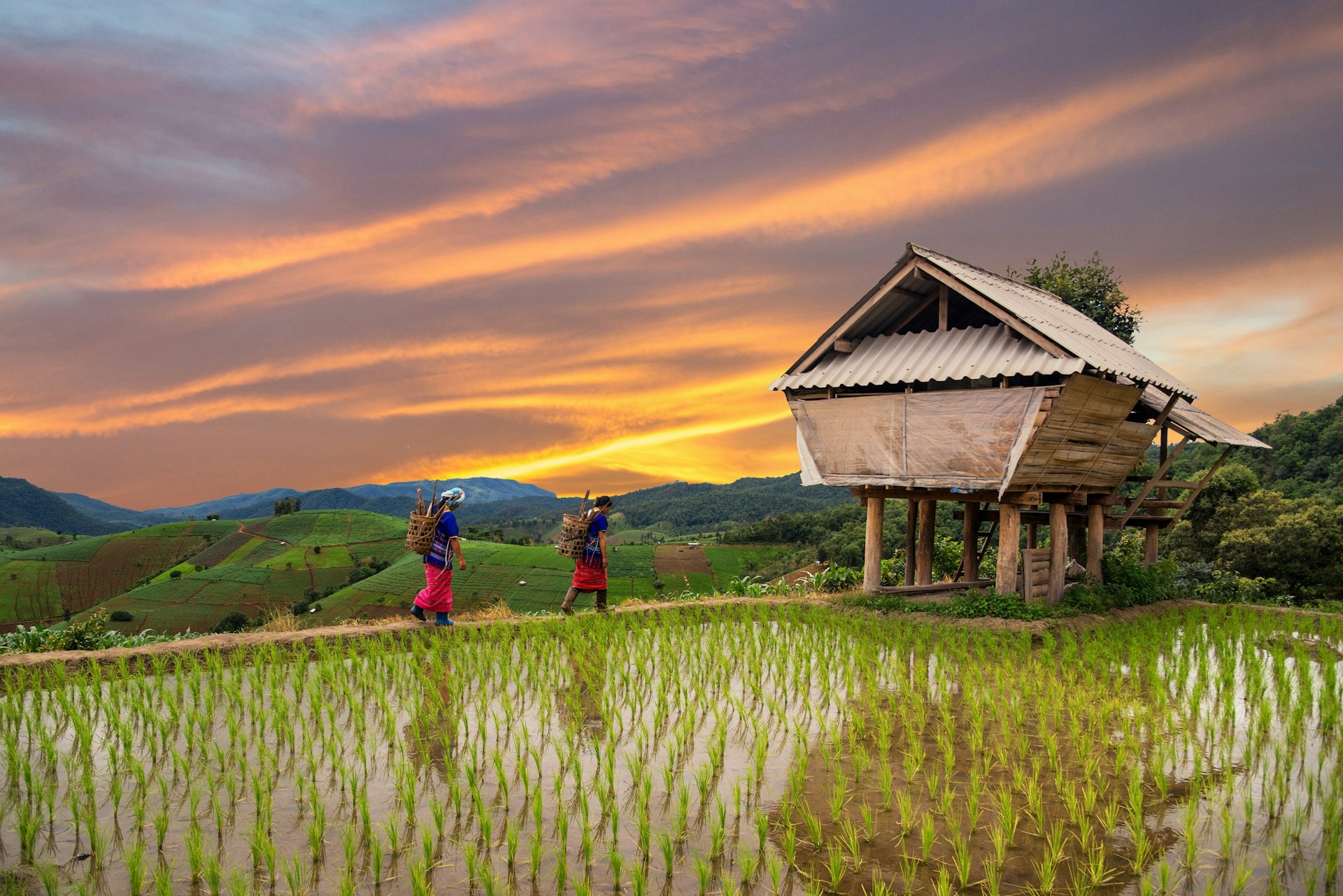 A rice paddy filled with water with green shoots bursting through the surface. Two people in clothes of the Hmong tribe carrying bundles of sticks on their backs walk towards a wooden house on stilts. 