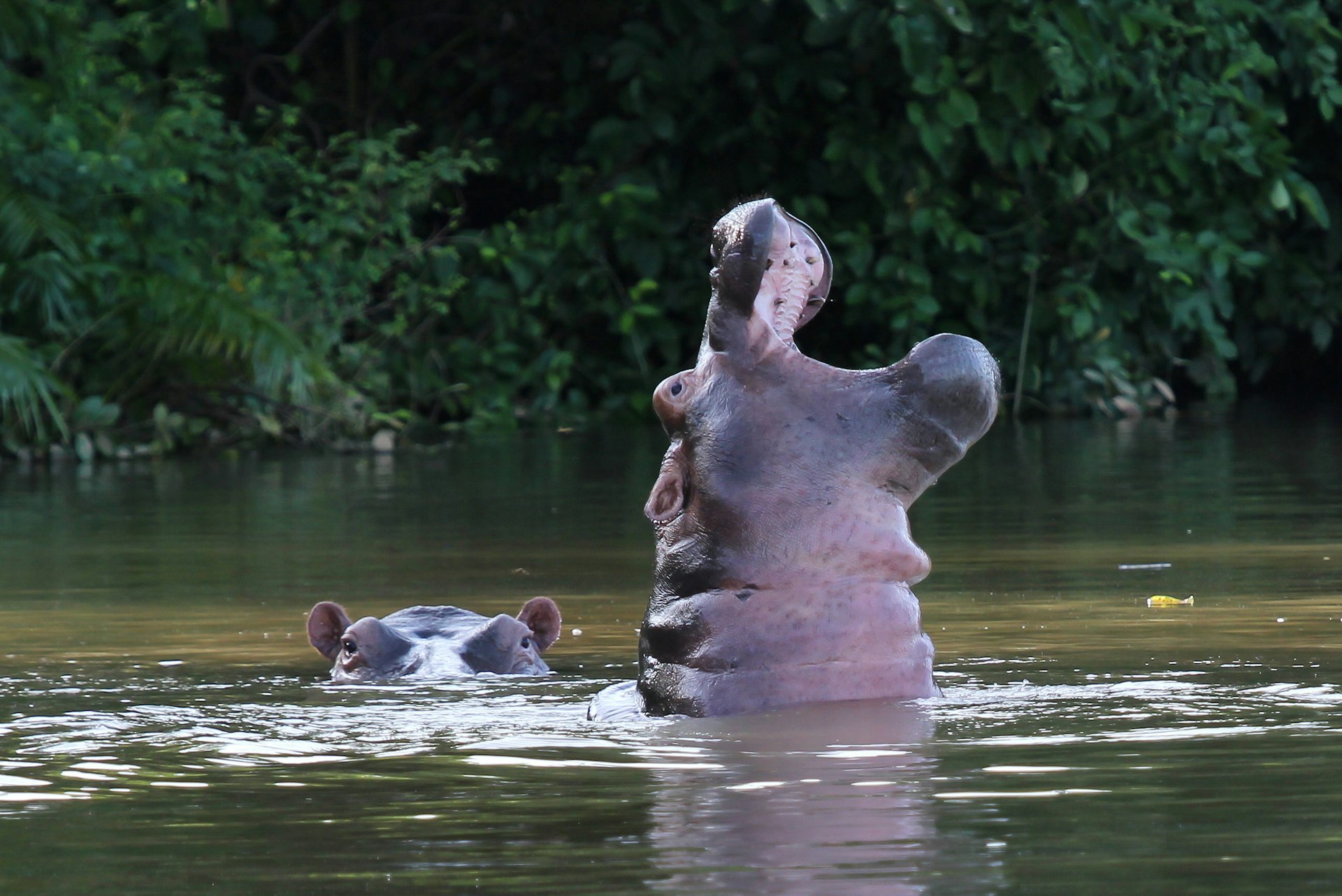 Two hippos in the River Gambia; one is submerged with only its eyes and ears showing, while the other is bursting from the water revealing its entire head, with mouth wide open and teeth visible.