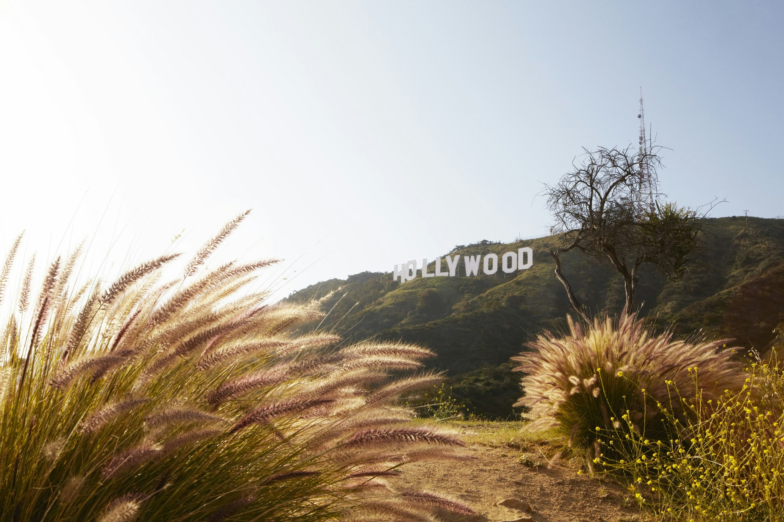The large white block letters spelling HOLLYWOOD stand out on the distant hills in LA; in the foreground is vegetation.