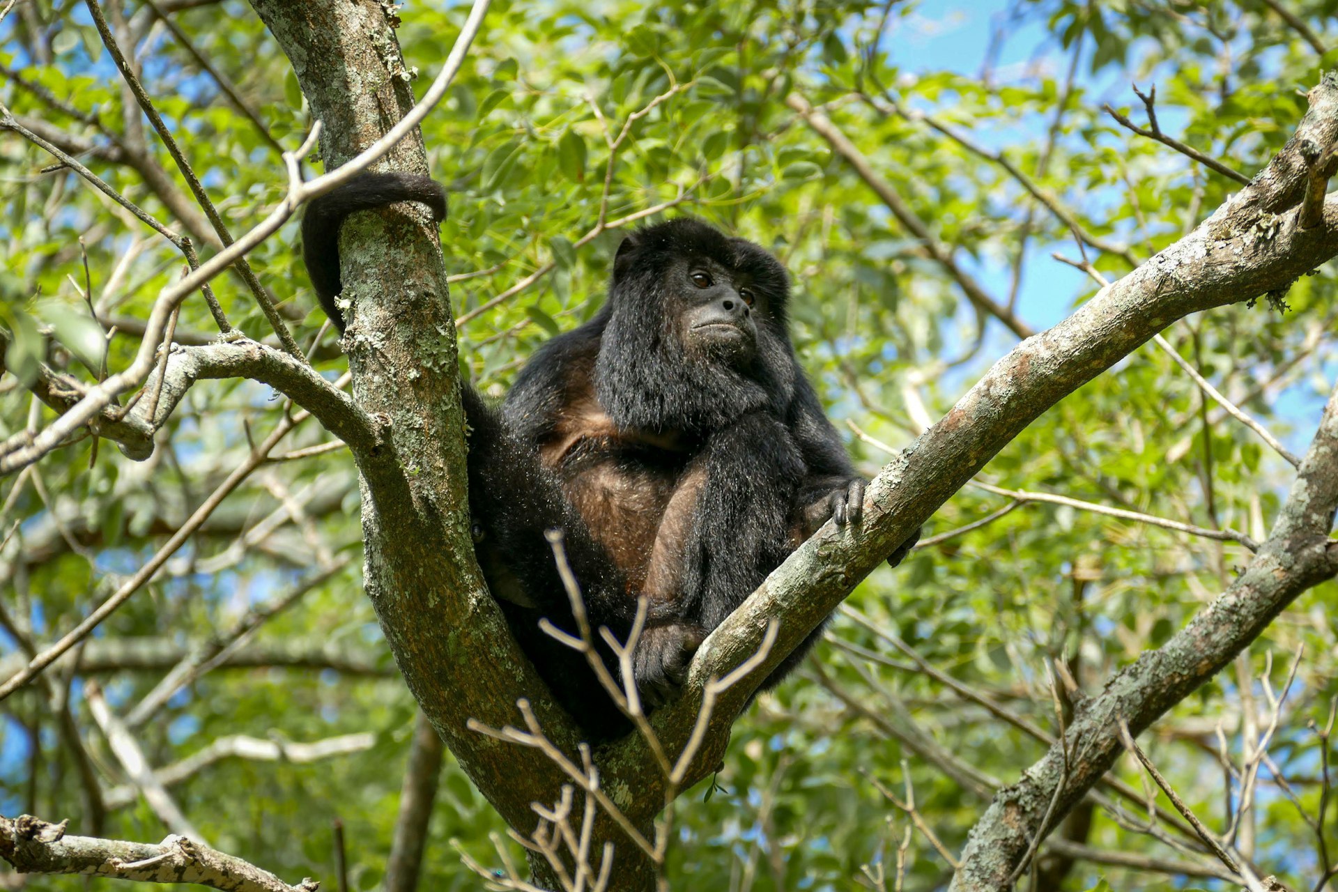 A black howler monkey sits at the crux of a tree in the Iberá wetlands. Northeast Argentina.