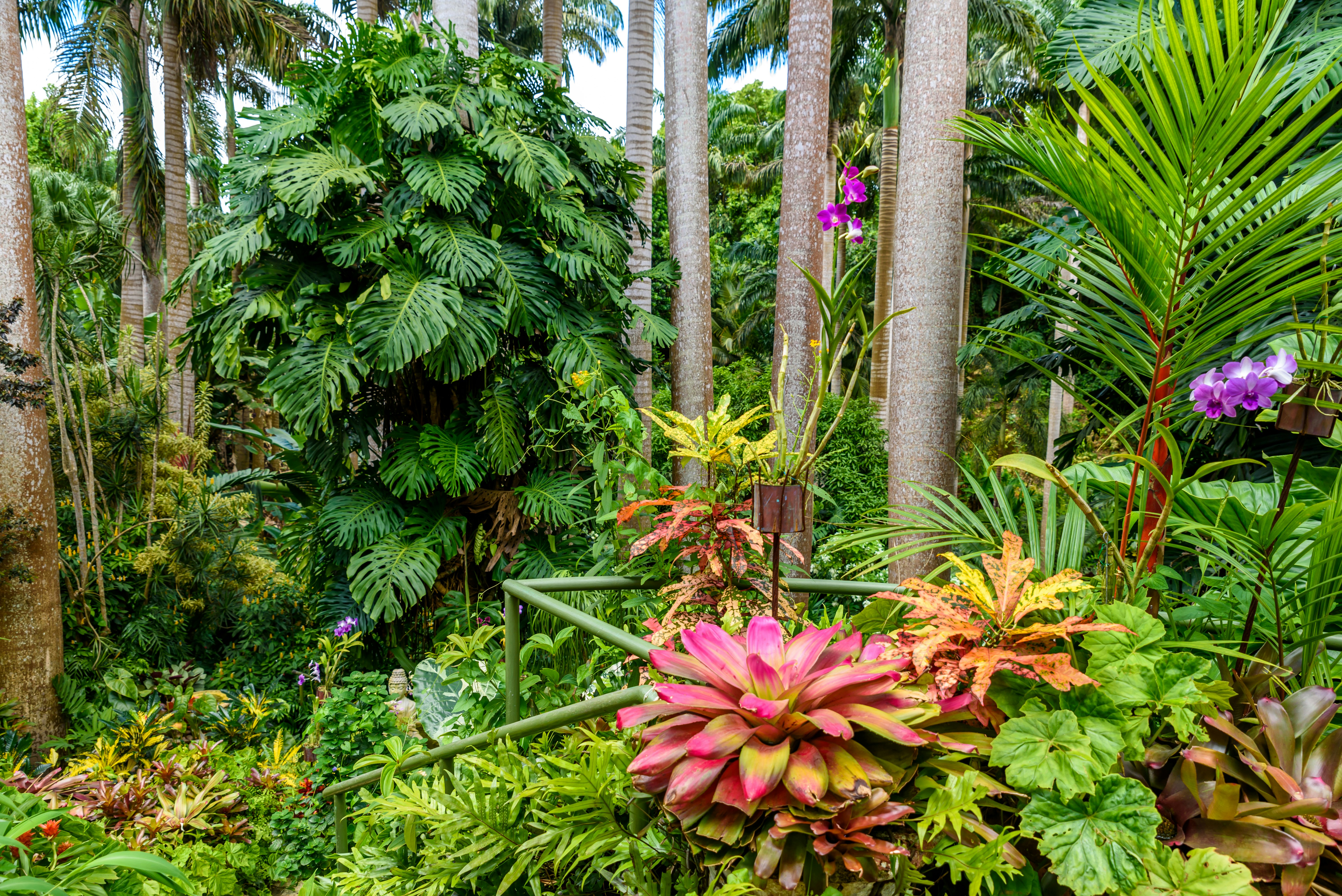 A lush garden with a monstera plant in the center