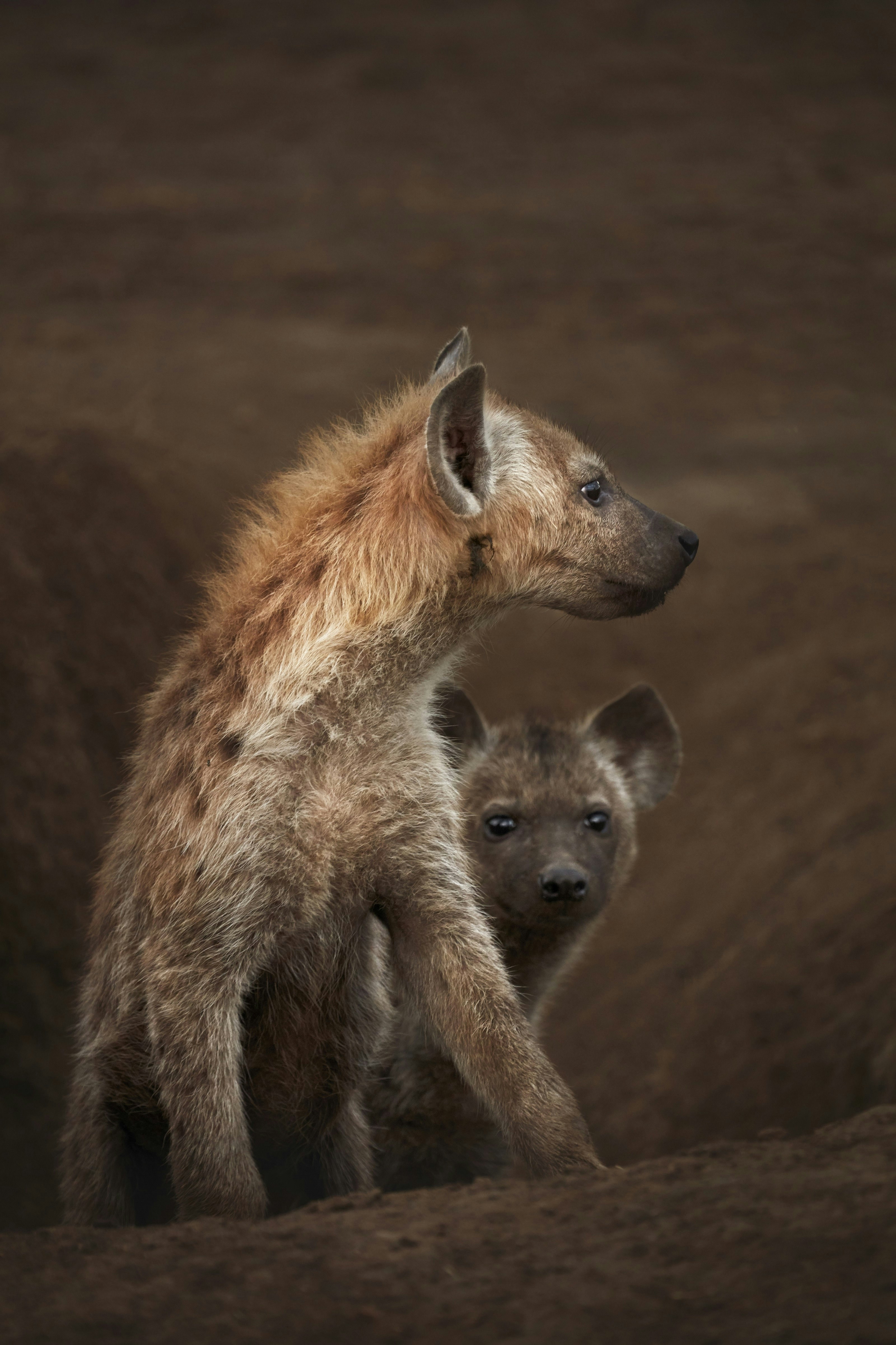 Two young hyenas emerge from their den; the one in the front looks to its left, while the smaller one behind stares at the camera.