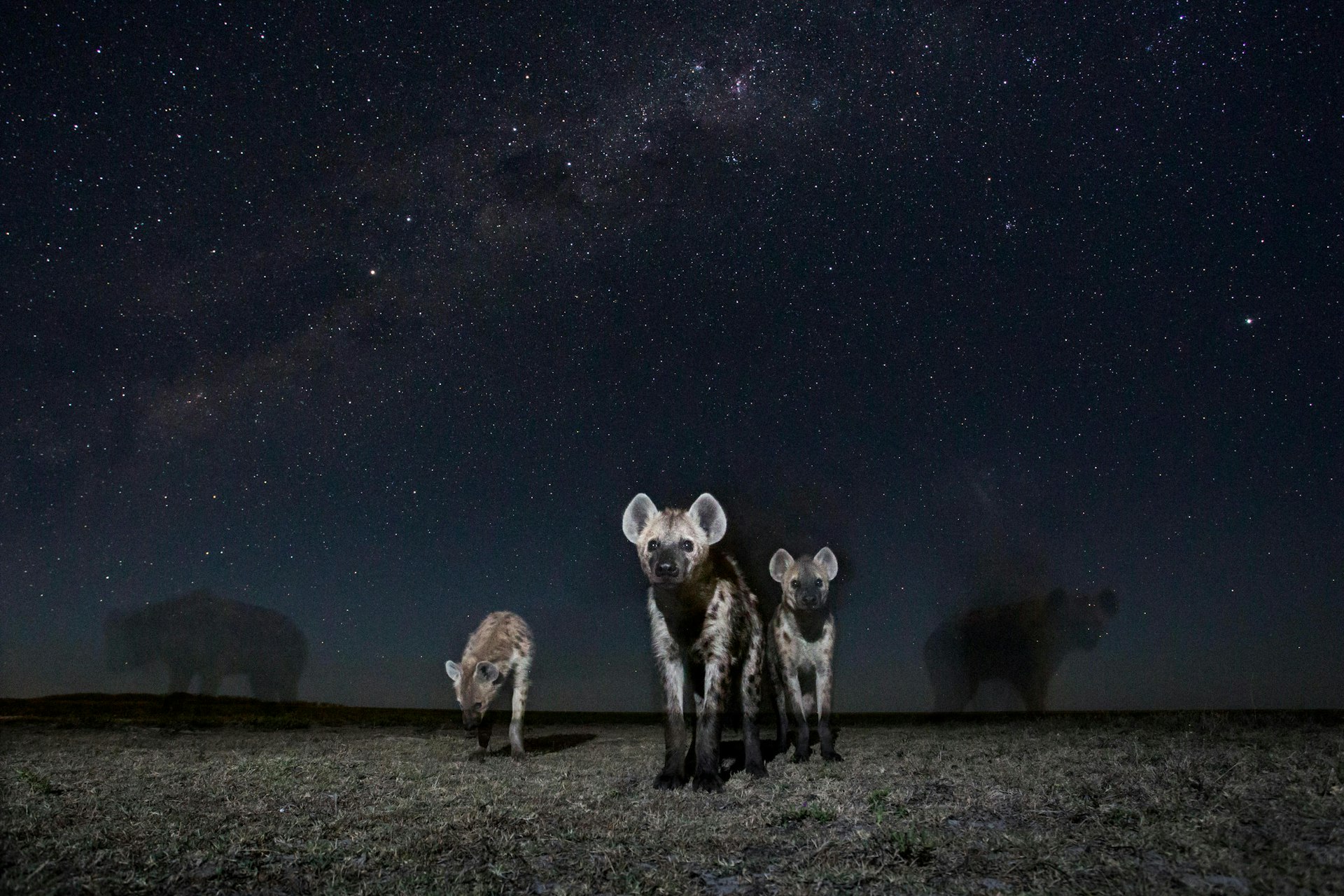 Three hyena lit stand on the grassy Liuwa Plain with the stars filling the sky behind them; they are glowing from the flash.