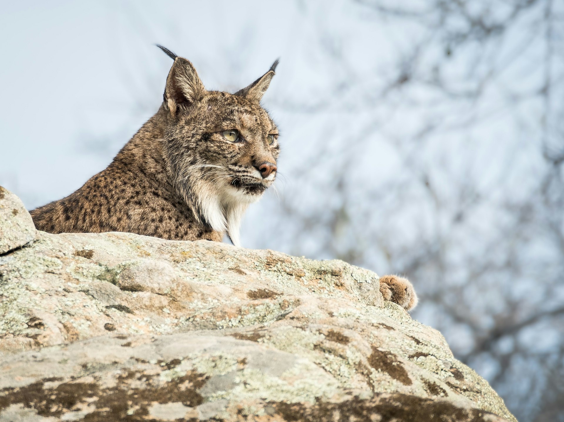 A large cat with tufty ears sits on a rocky outcrop staring into the distance.