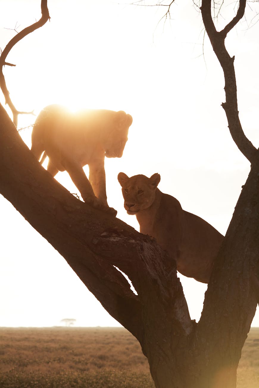 The silhouettes of two young lions standing on a sloping tree trunk, with a golden sky and setting sun in the background.