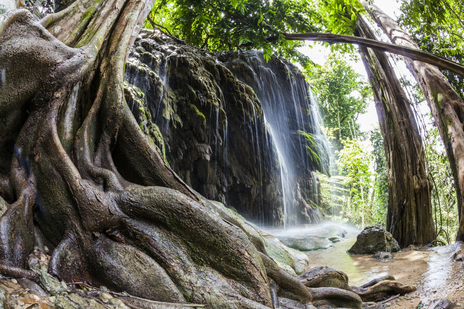 Water cascades down a moss-covered section of rock and trees within a jungle; roots of the trees almost crawl over each other