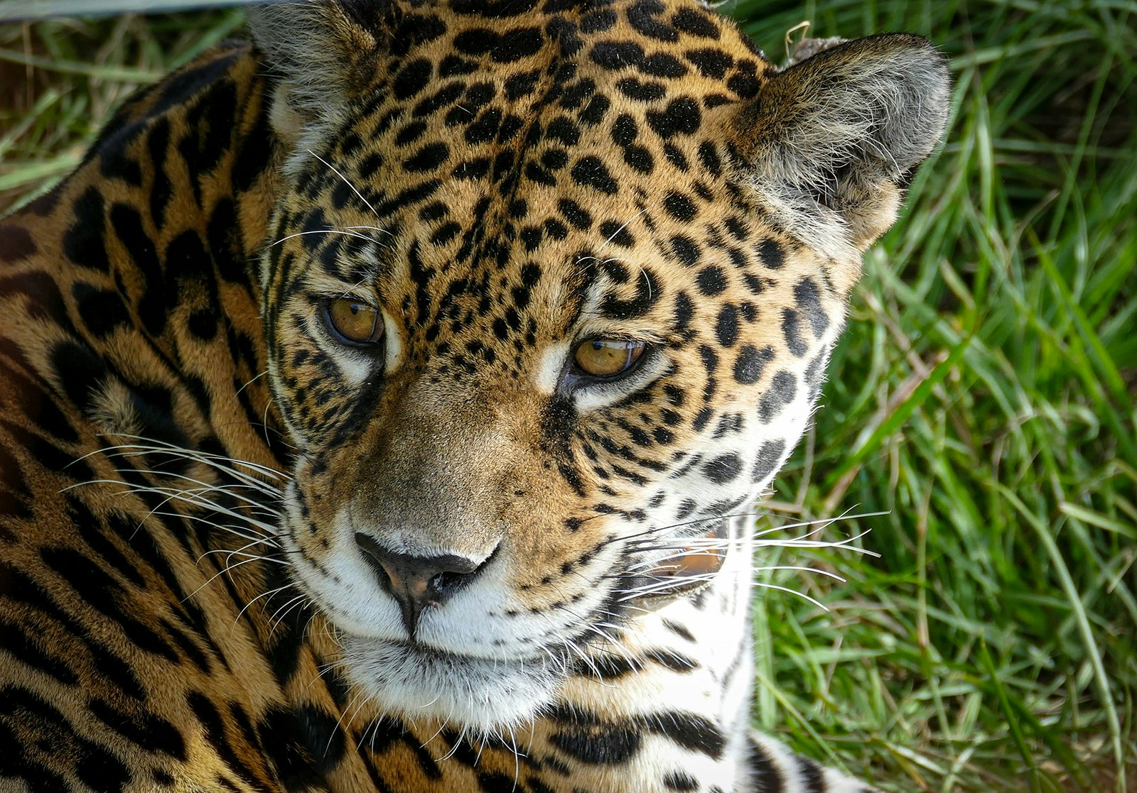 A close-up of a jaguar's face against a grassy background. Ibera, Northeast Argentina.