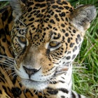 jaguar-in-CLT-breeding-program-San-Alonso-Carolyn-McCarthy_edit-e2d7fdee6e88.jpg